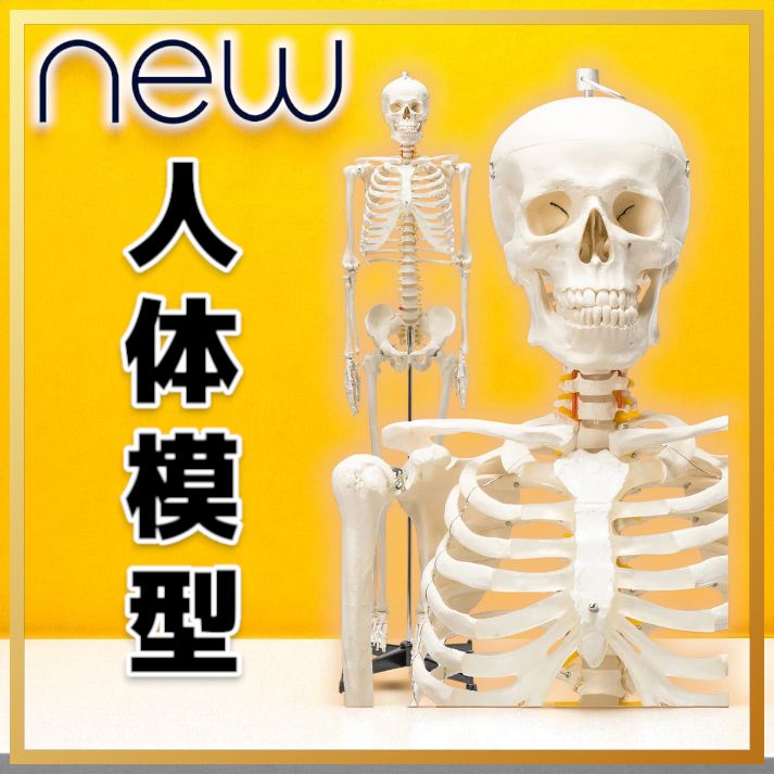 骨格人体模型等身大骸骨骨約170㎝
