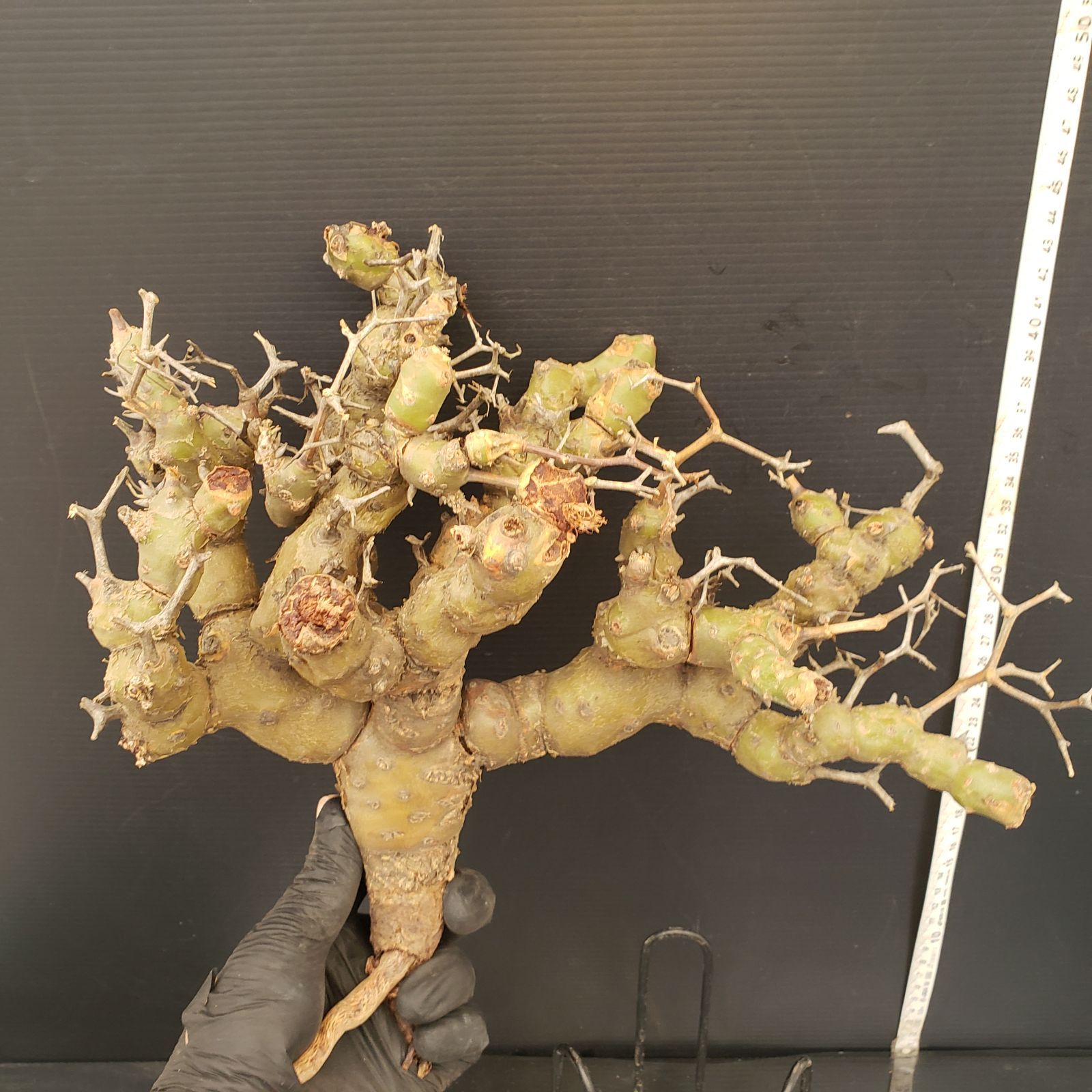 ペラルゴニウム クリズミフォリウム 特大サイズ ベアルート ペラルゴニウム クリズミフォリウム 特大サイズ ベアルート T557【最新