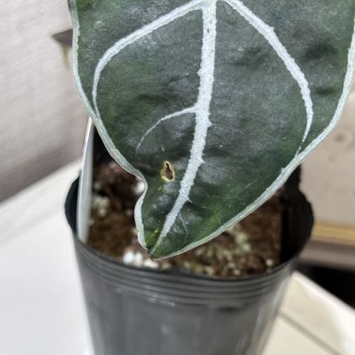 観葉植物 アロカシア ワトソニア ライトニング 3号(個体おまかせ1鉢