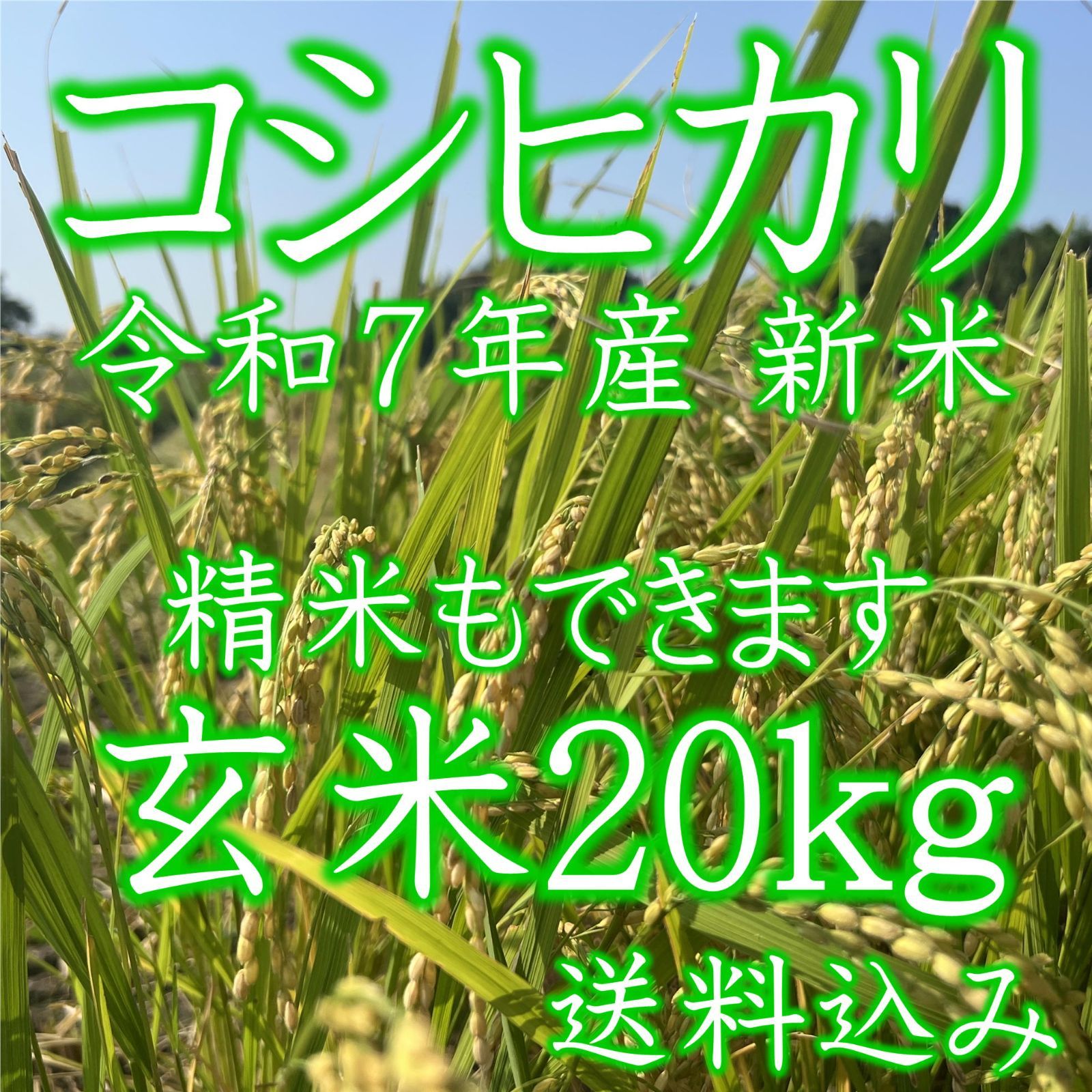 令和7年産 新米 コシヒカリ玄米20kg 栃木県産 み
