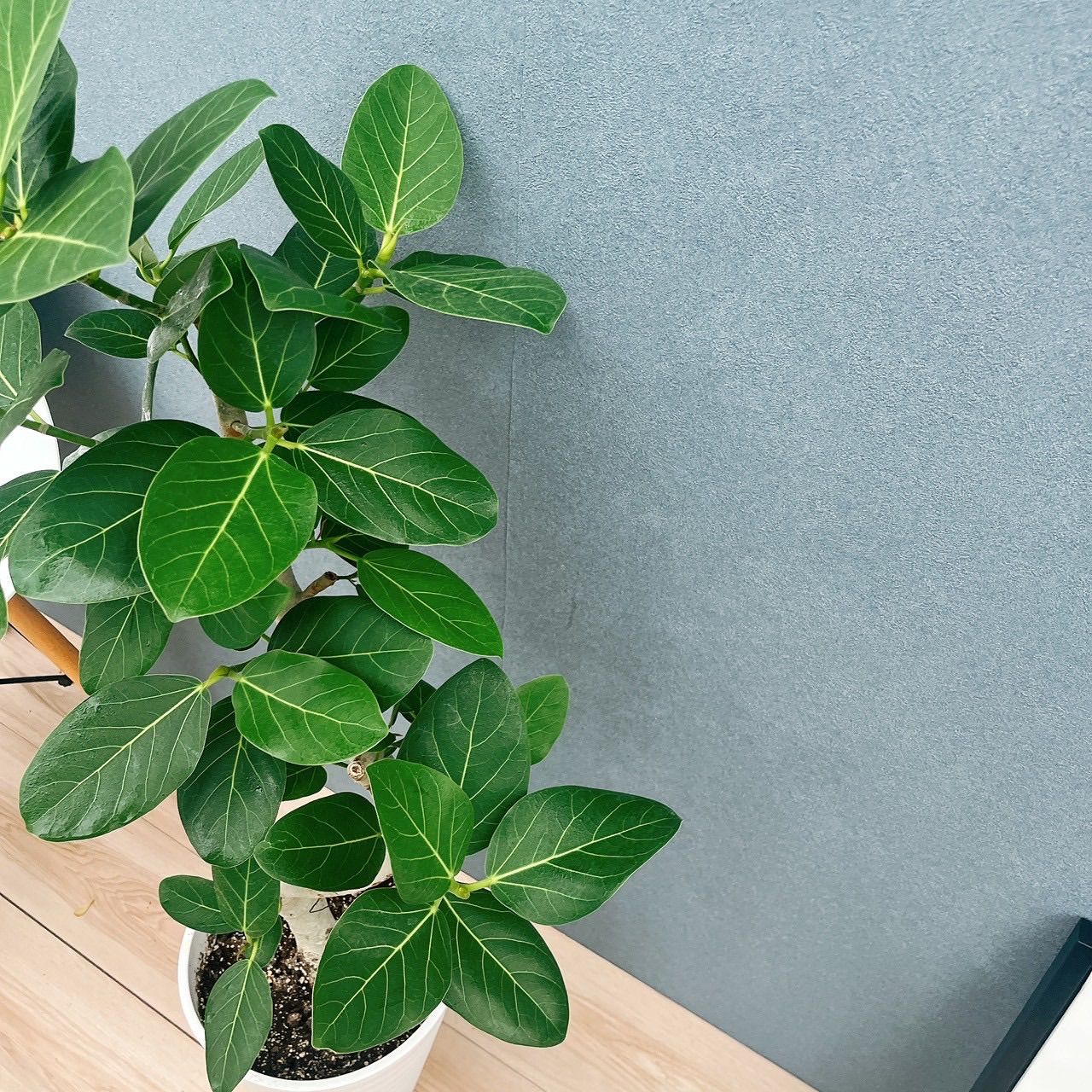 現品 フィカス ゴムの木 ベンガレンシス 33番 曲り インテリアグリーン