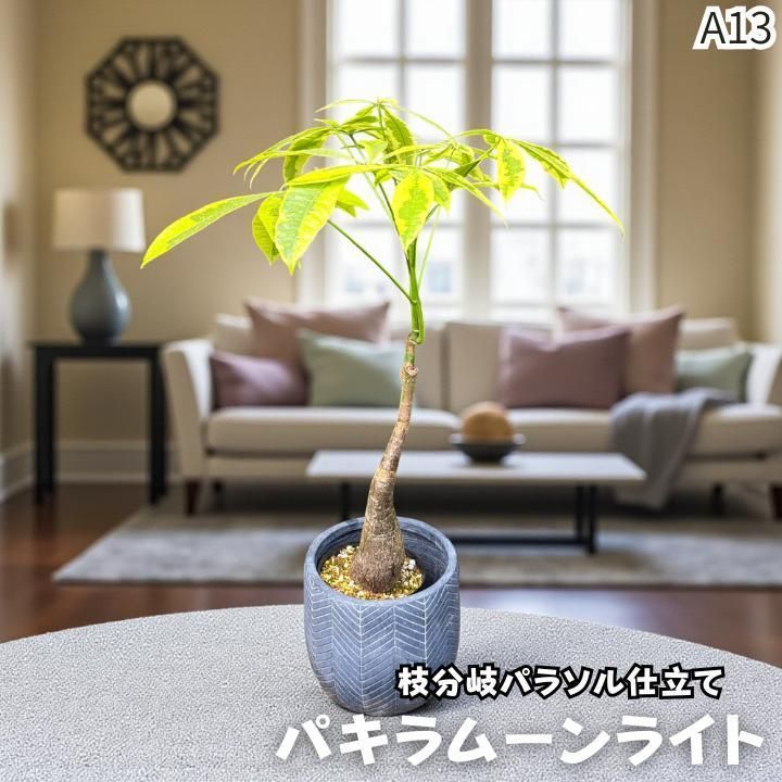 パキラムーンライトA１3・接ぎ木・枝分岐パラソル仕立て/無機質用土 パキラムーンライトA13・接ぎ木・枝分岐パラソル仕立て/無機質