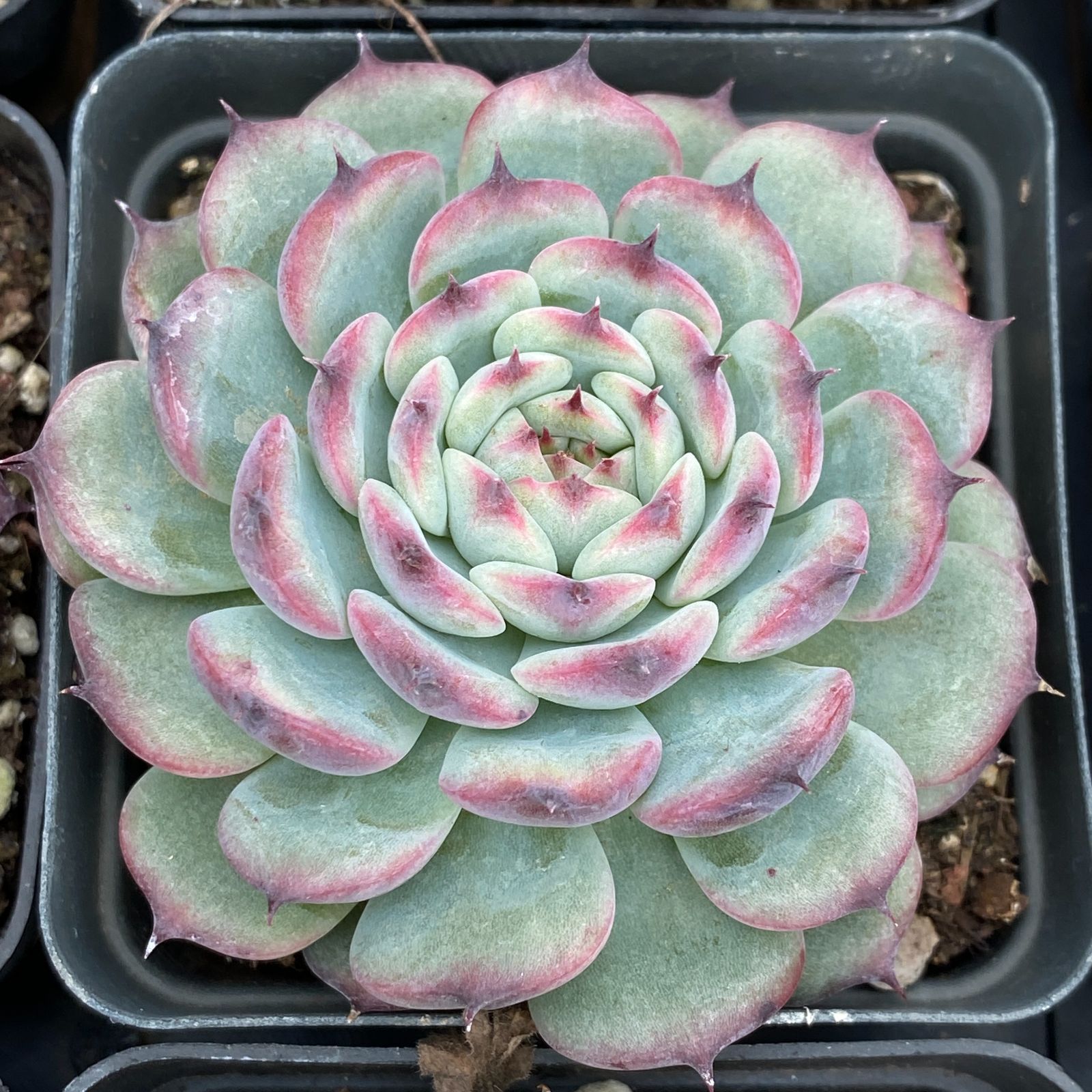 RC2034×54 ヒメレン 抜き苗 多肉植物 アエオニウム エケベリア