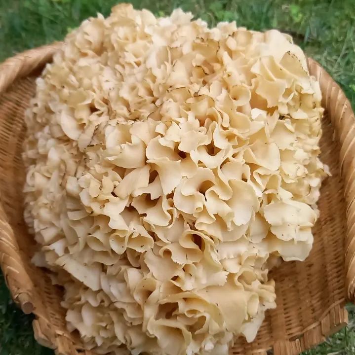 天然きのこ2  ハナビラタケ、タマゴタケ