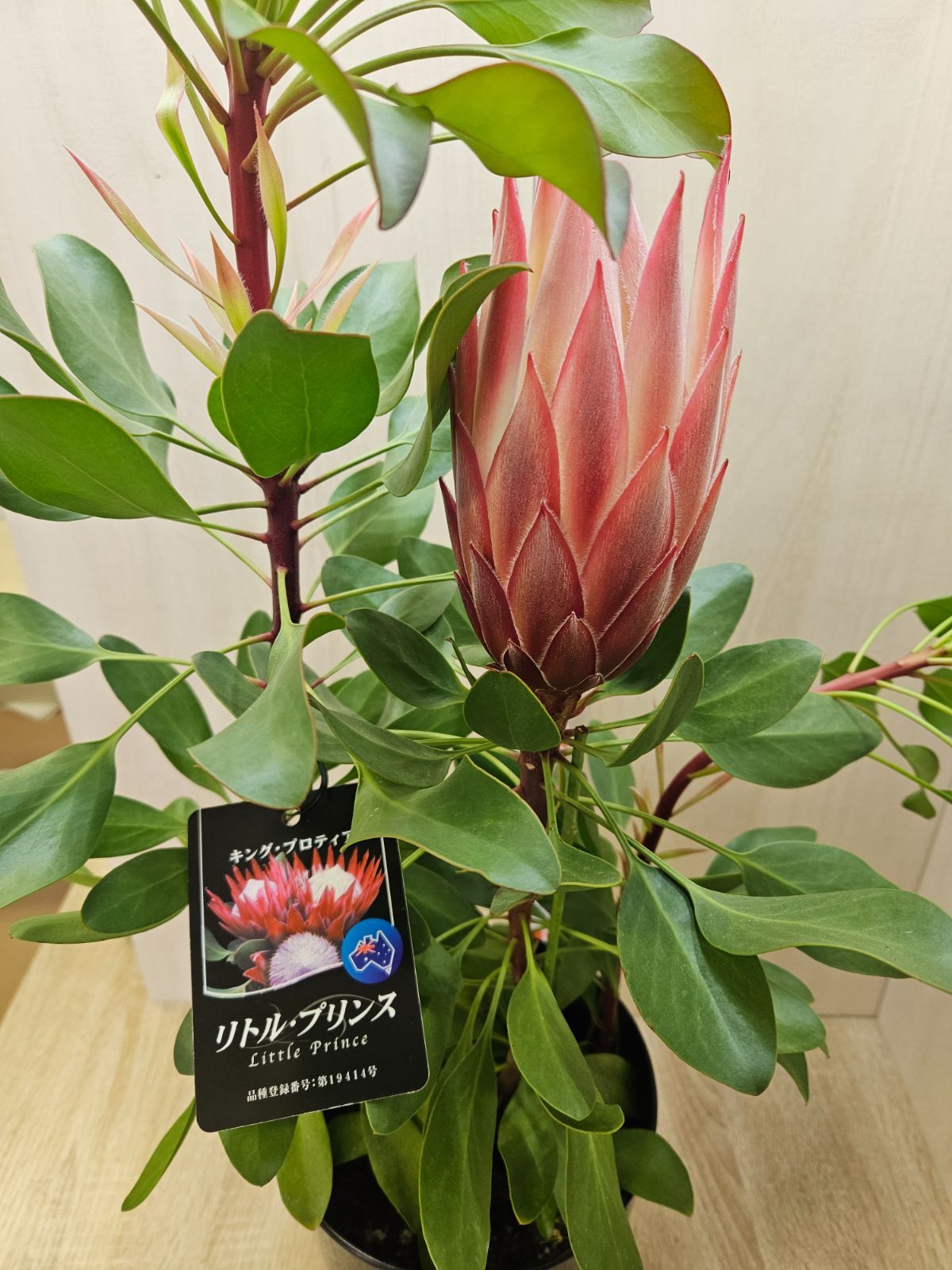 キングプロティア リトルプリンス1