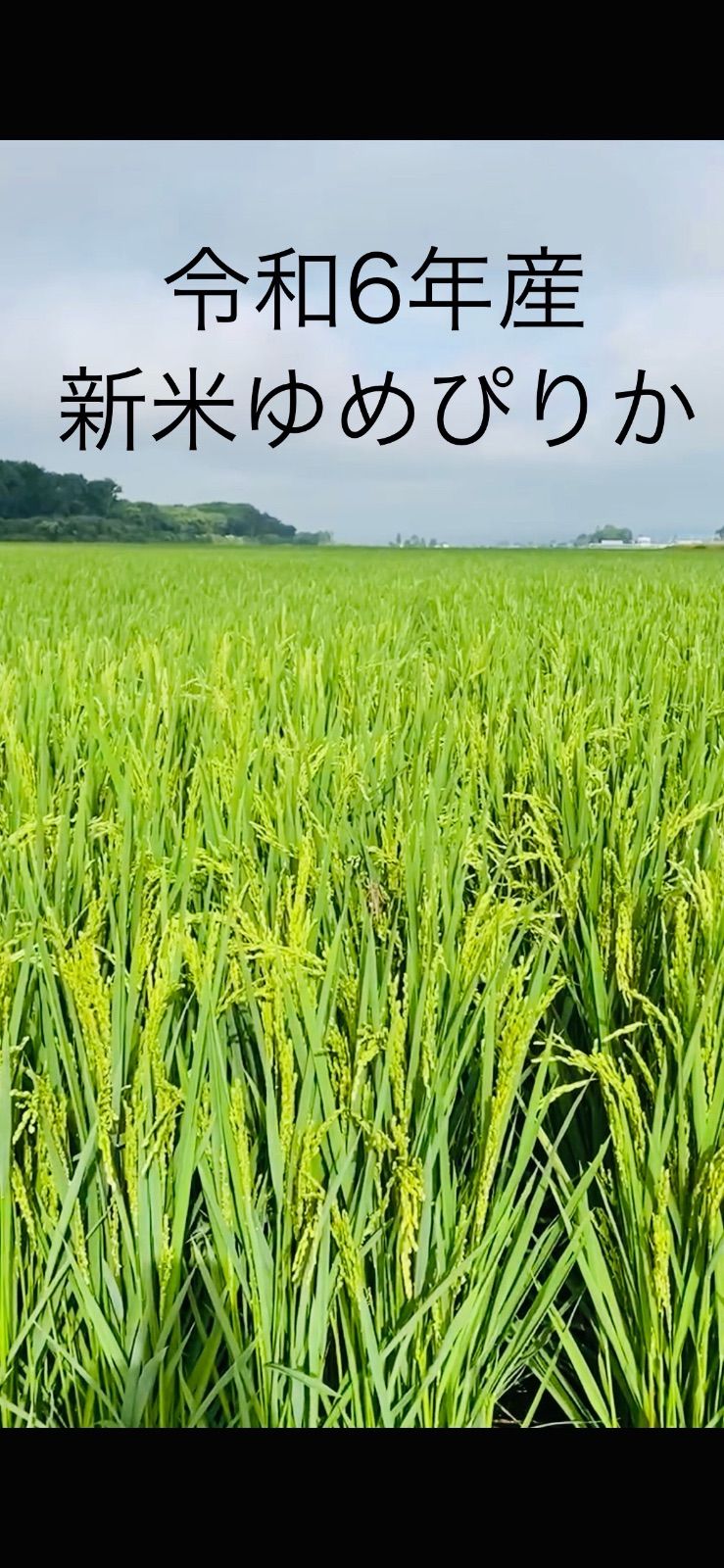 北海道産米 新米ゆめぴりか 一等米 精米20キロ