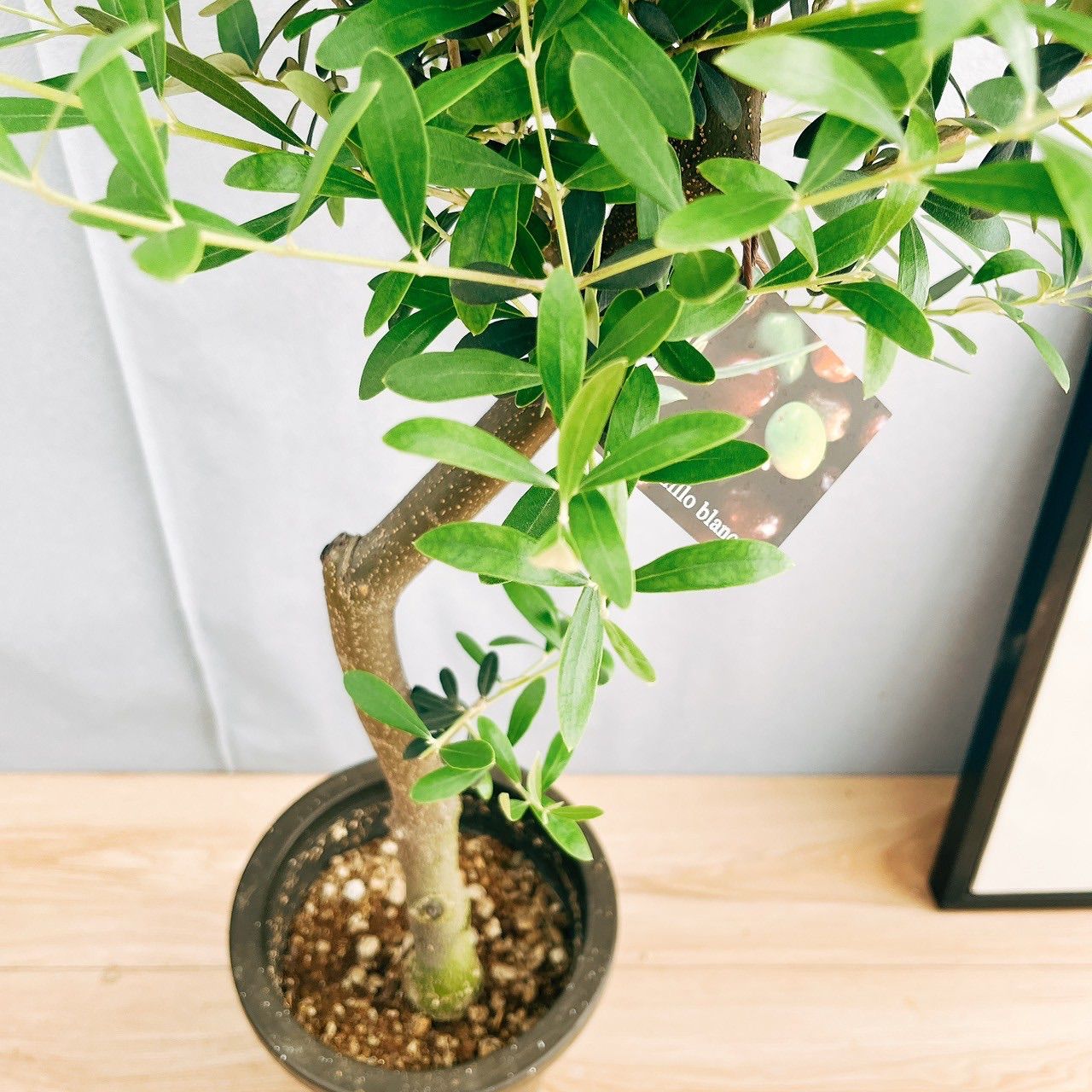 現品］13番 創樹 オリーブ ネバディロブランコ 6号 観葉植物