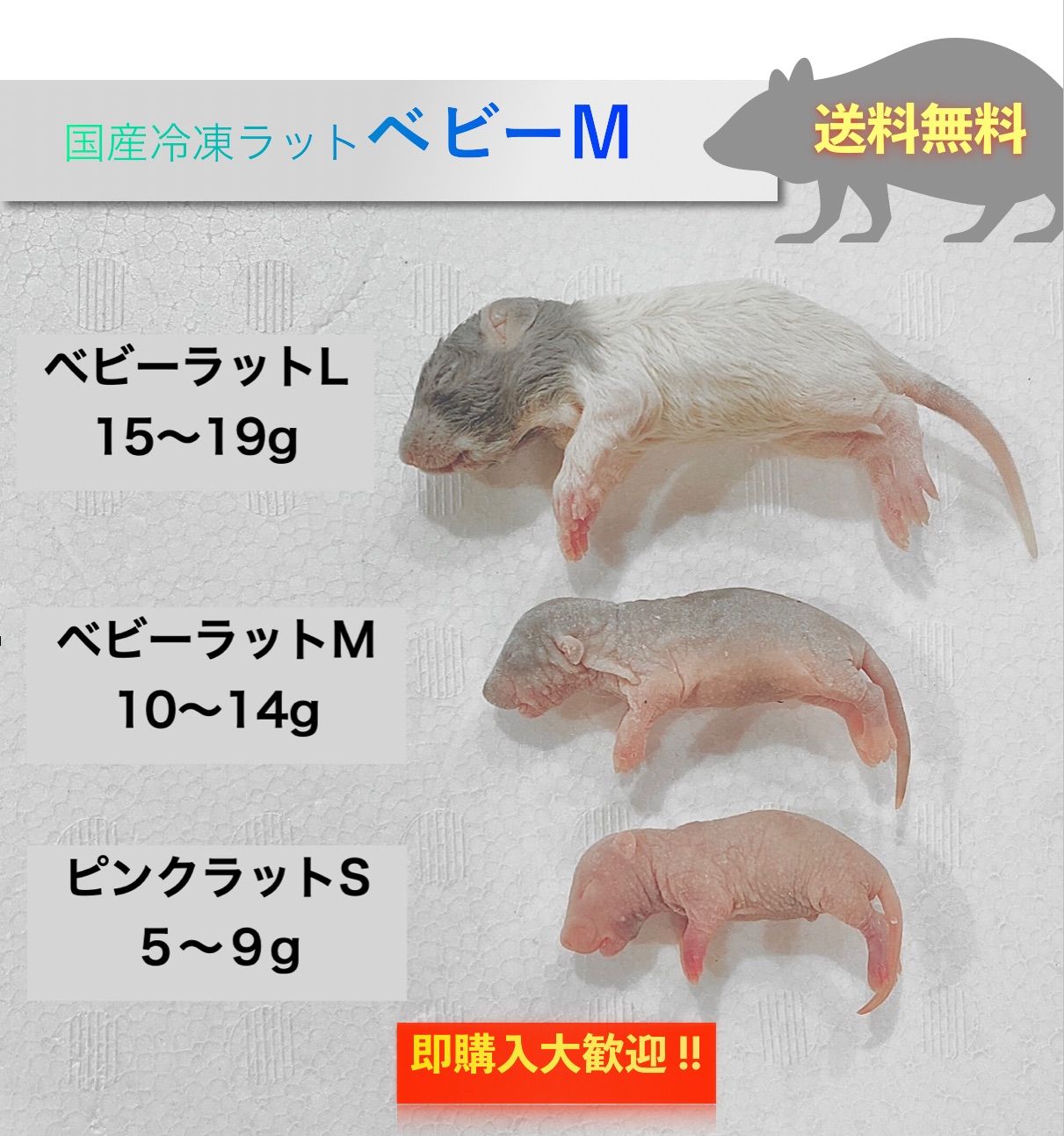 送料無料】国産冷凍ベビーラットMサイズ10匹入@即購入OK！北海道・沖縄 
