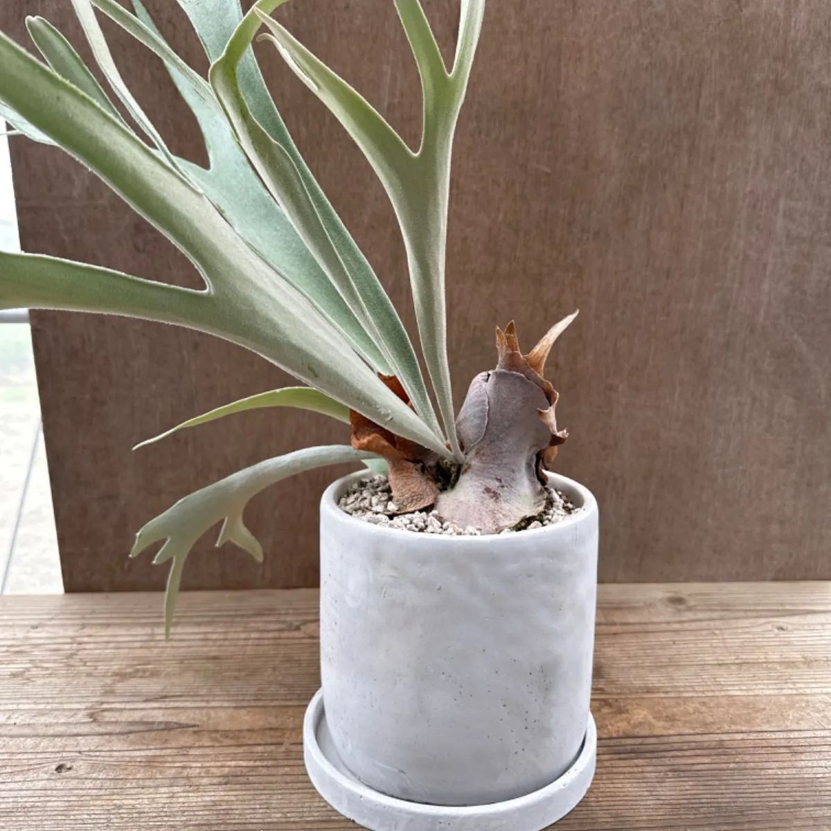 [現品] ビカクシダ ベイチー（Platycerium veitchi） 現品) ビカクシダ (ビーチー × コロナリウム) (TC) (No.41130
