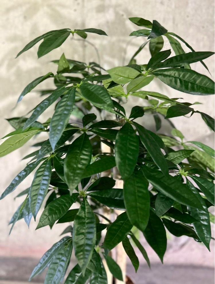 光触媒 人工観葉植物 ウォールグリーン フェイクグリーン パキラ 光触媒 人工観葉植物 ウォールグリーン フェイクグリーン パキラ