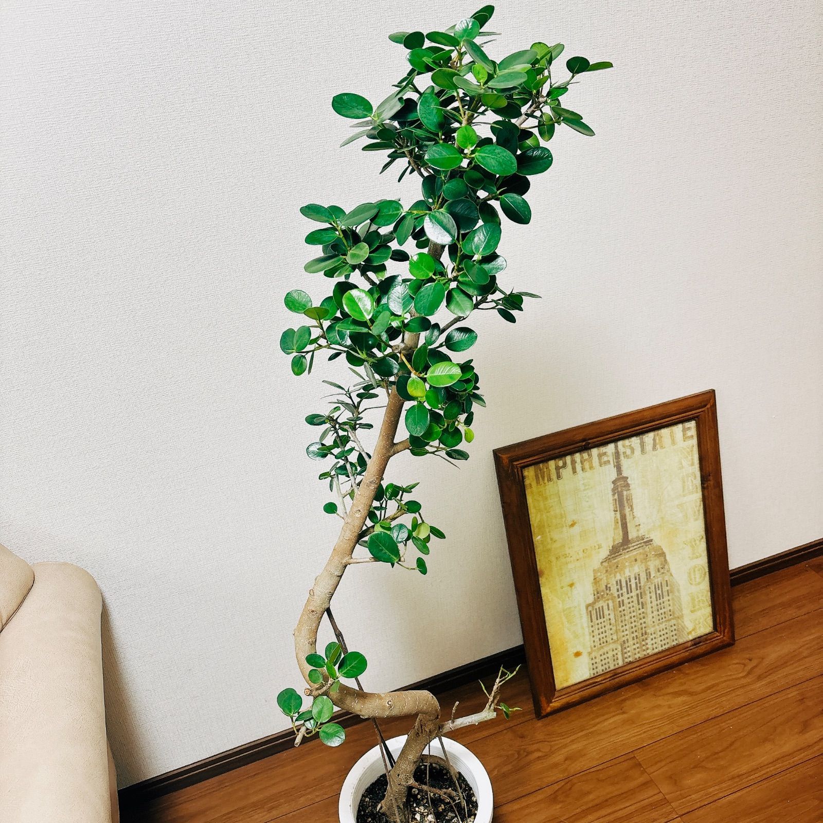 ❺斑入りパンダガジュマル 激レア 観葉植物 クリーム色と緑色の葉 ➄斑入りパンダガジュマル 激レア 観葉植物 クリーム色と緑色の葉