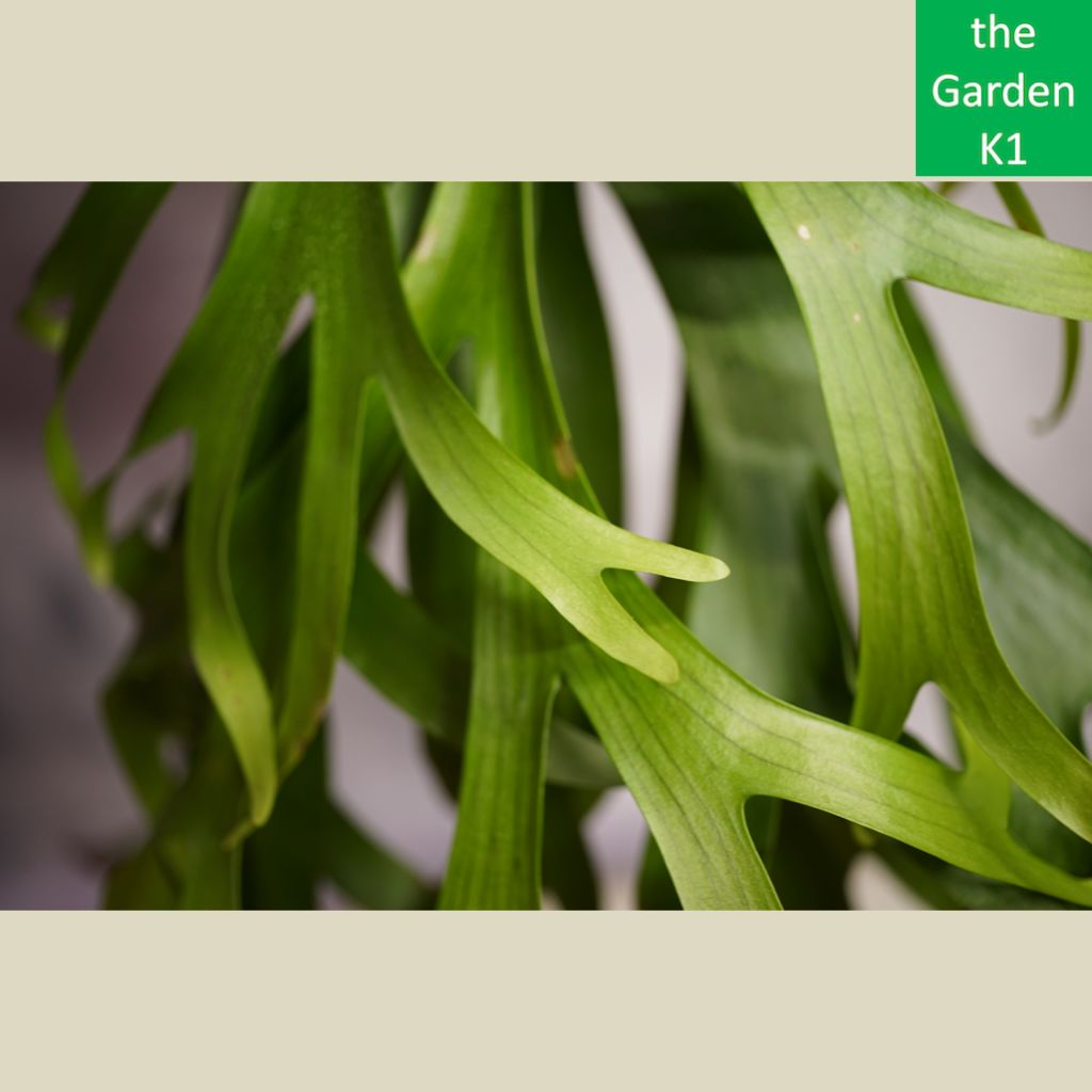 参考出品】ビカクシダ コロナリウム（板付け・胞子培養株）成長参考