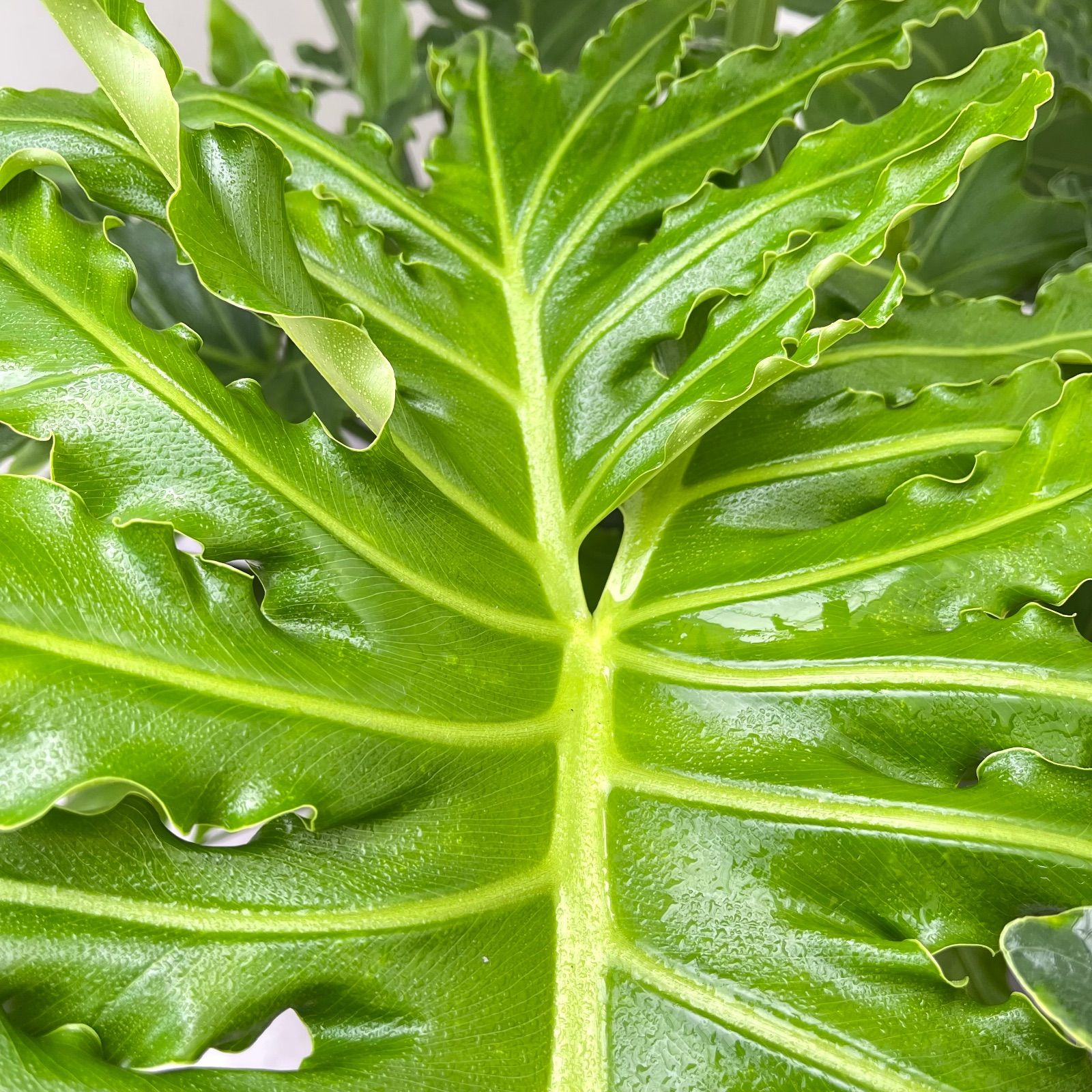 セローム 根上がり