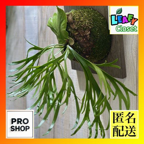 観葉植物 コウモリラン ビカクシダ キッチャクード シンフォーム 板付 個体B 現品 インテリアグリーン 壁掛け おしゃれ かわいい 506259