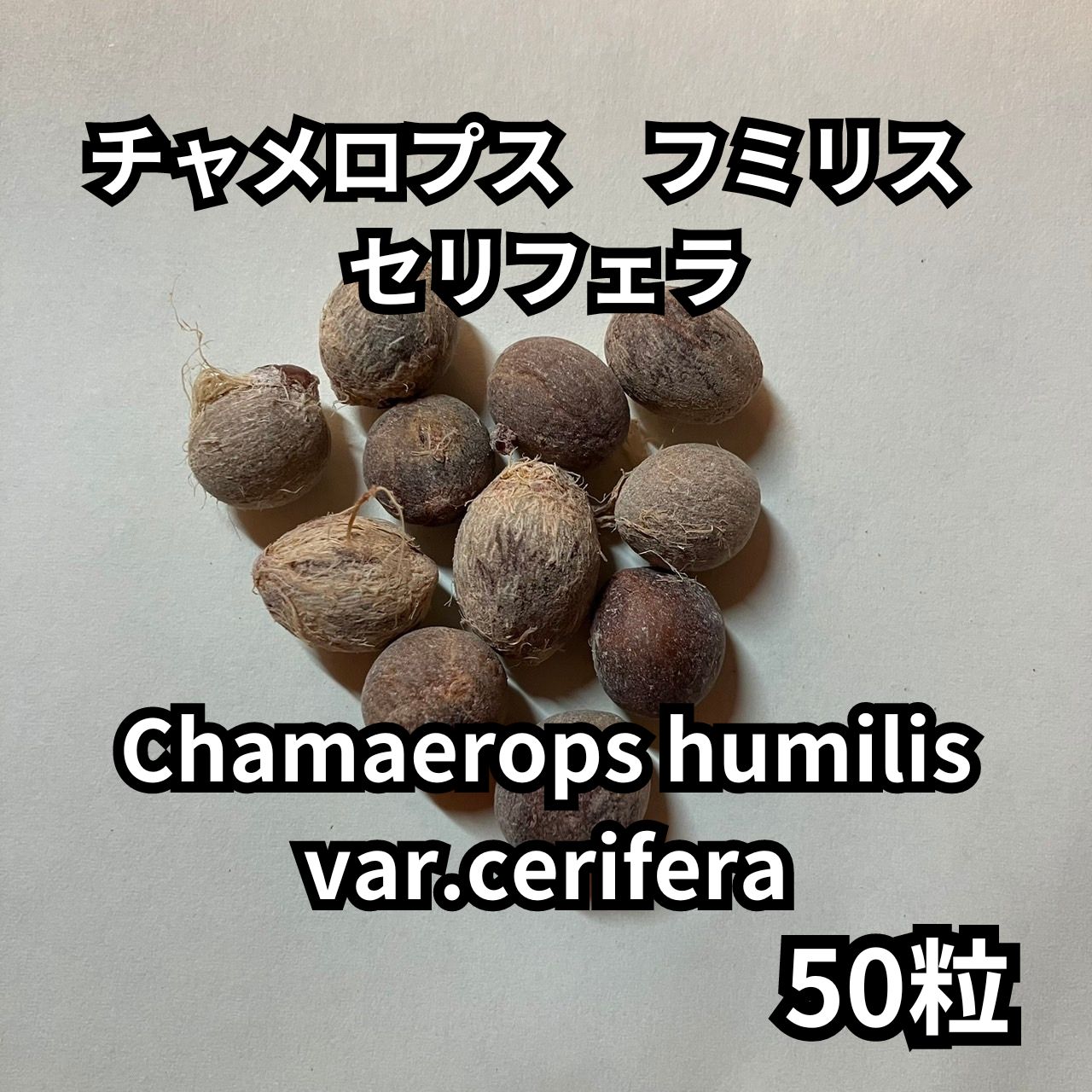 種】50粒 Chamaerops humilis var.cerifera チャメロプス フミリス セリフェラ - メルカリ