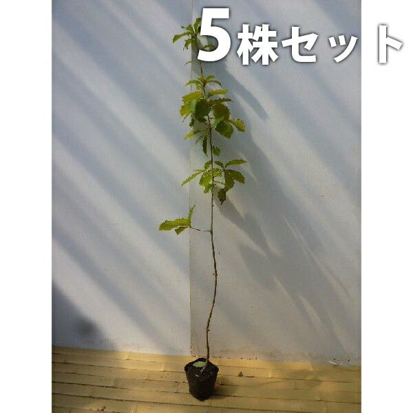 ジャンク】ASUS Z9PE-D16C/2L cpu2個&メモリ16枚セット