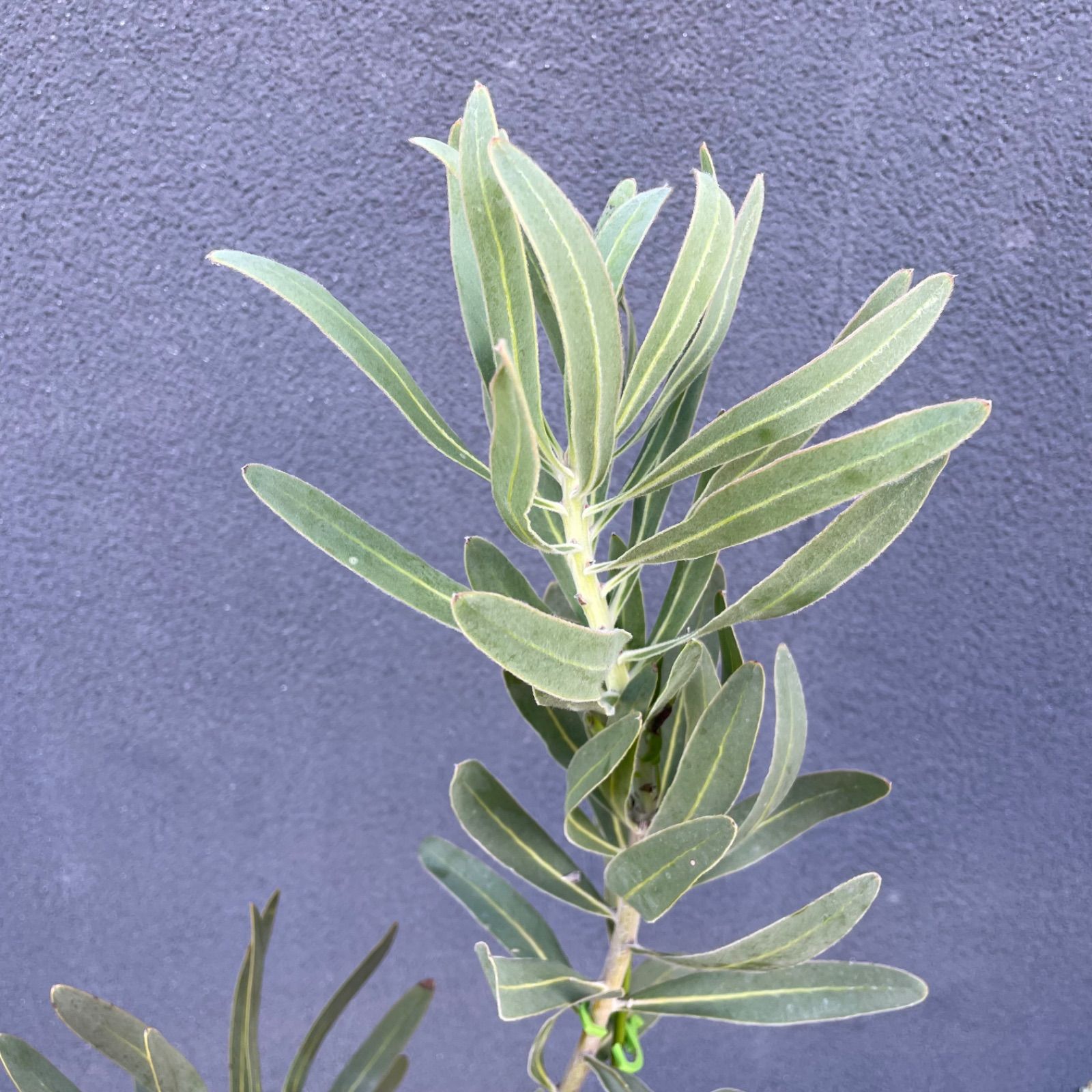 プロテア フロステッドファイヤー　7号　オージープランツ　苗　観葉 プロテア：フロステッドファイヤー 7号鉢植え の通販 | 園芸ネット