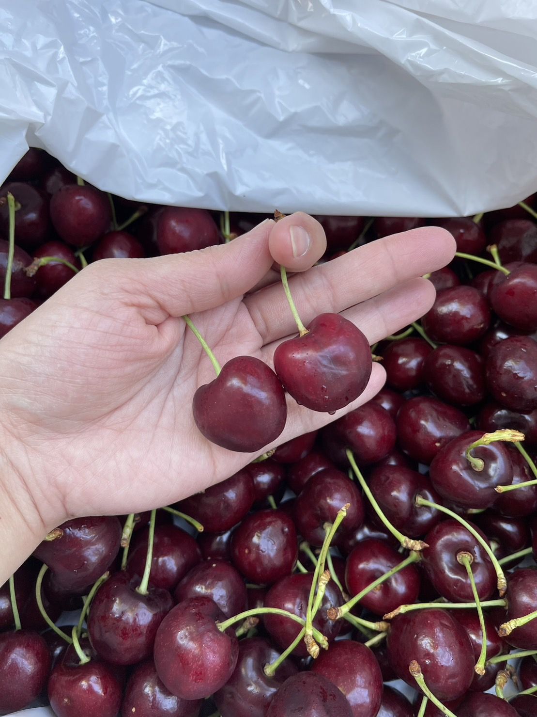 5kg 超大粒カナダ産チェーリ サクランボ 8.5Rさくらんぼ クール便発送 Amazon.co.jp: 超大粒果物 カナダ産チェリーさくらんぼ