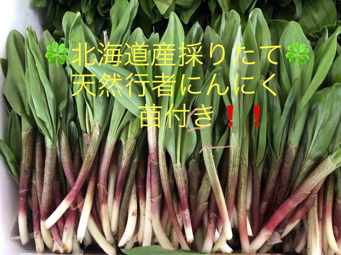 今年1名様限り！岩手県産天然行者ニンニク　アイヌネギ 今年1名様限り！岩手県産天然行者ニンニク アイヌネギ （送料