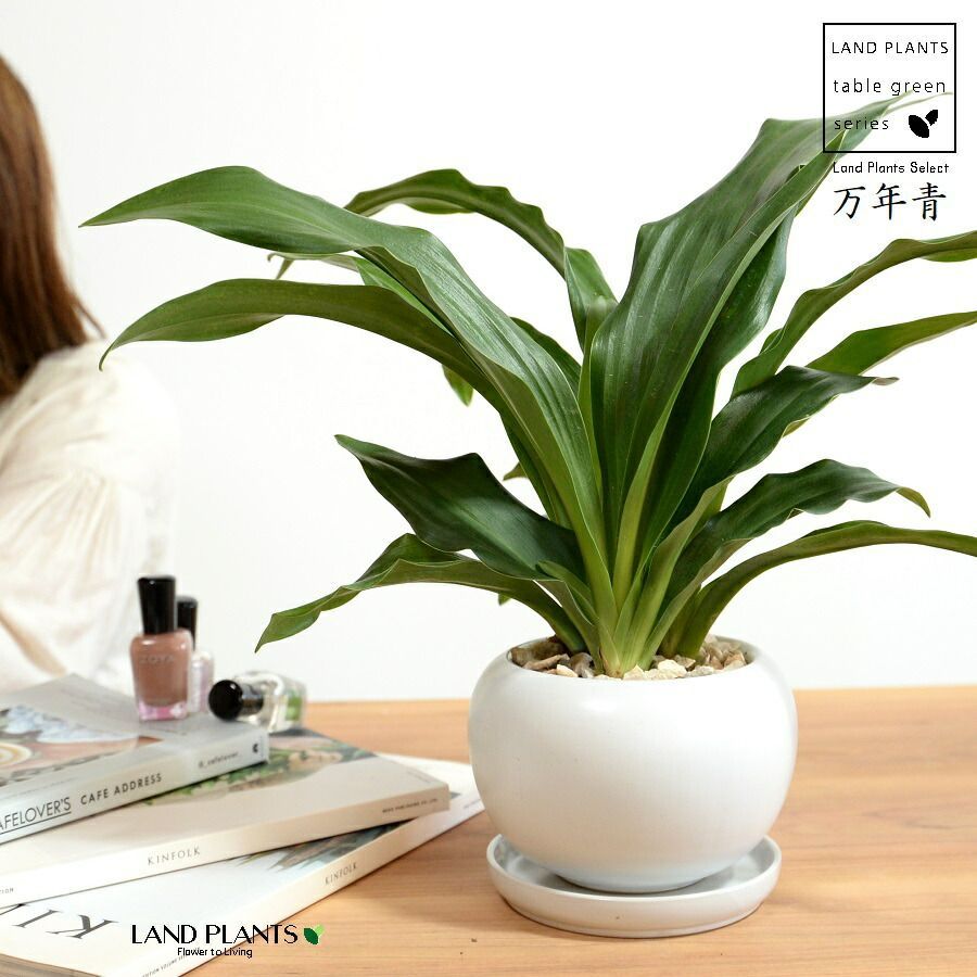 観葉植物 万年青：オモト（有田：宗石） 白色 大丸 陶器鉢 【天然砕石