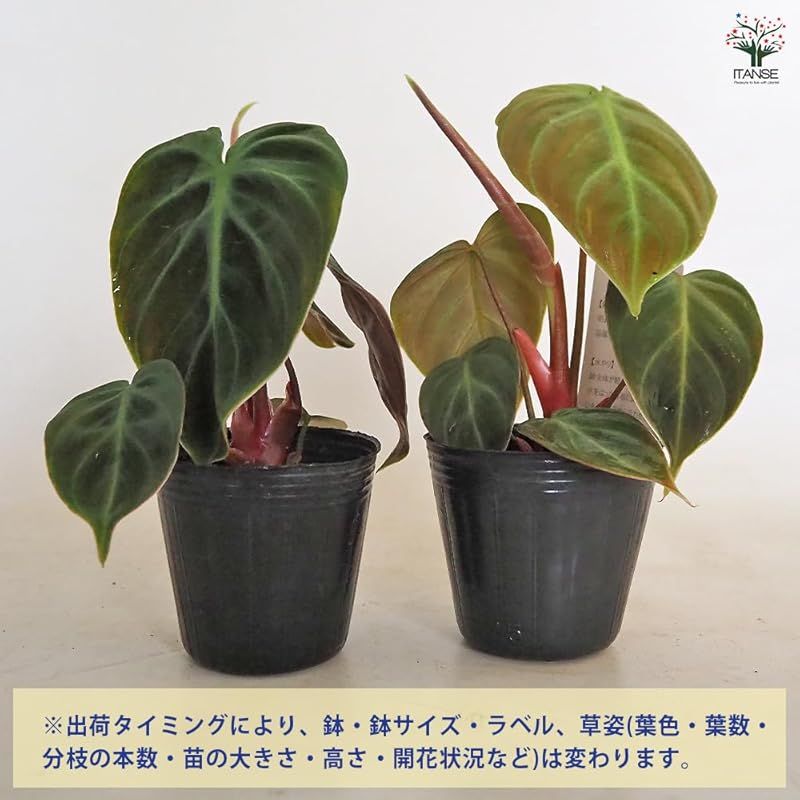 光の角度によって異なる