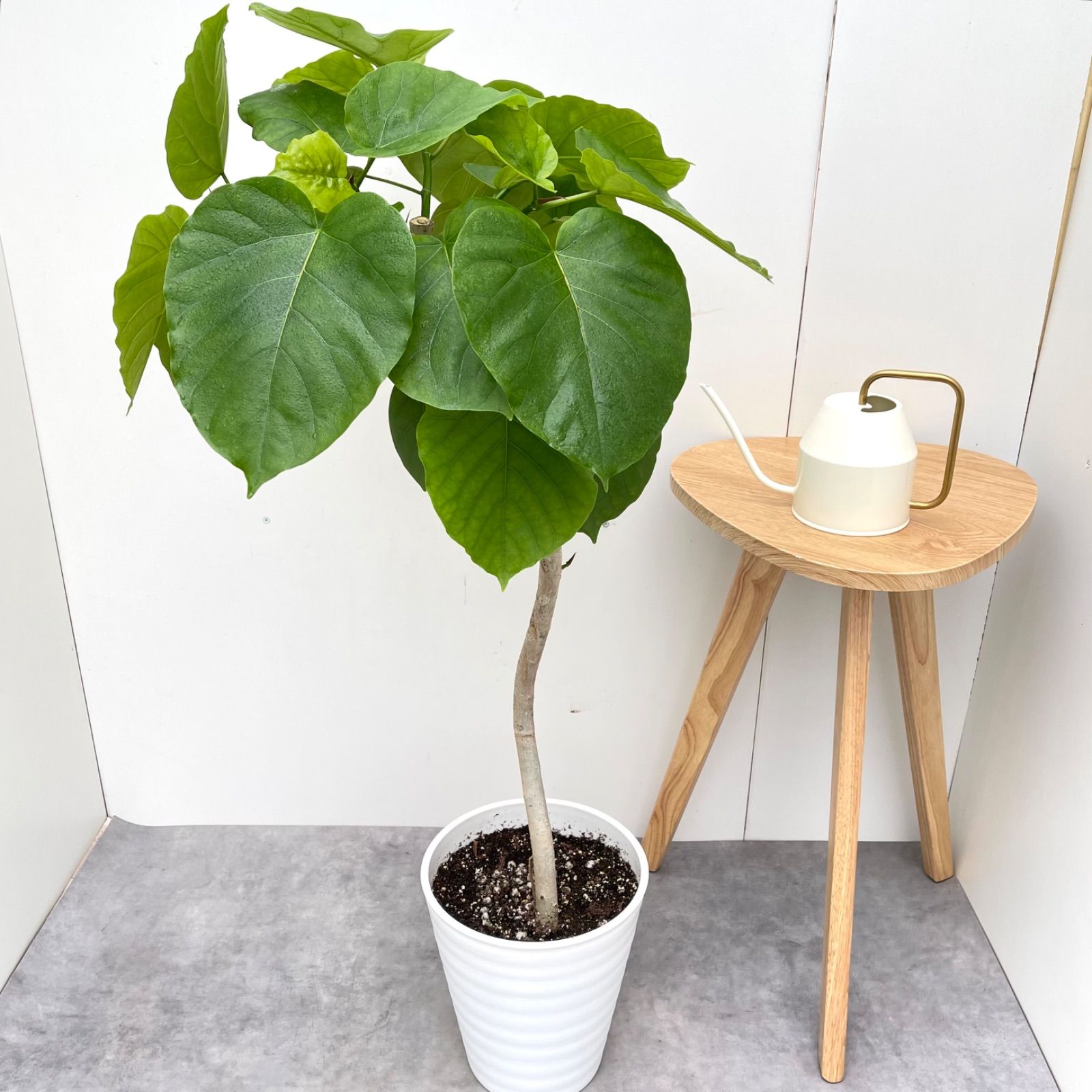 フィカス ウンベラータ 曲がり 8【現品】観葉植物 室内 大型 現品