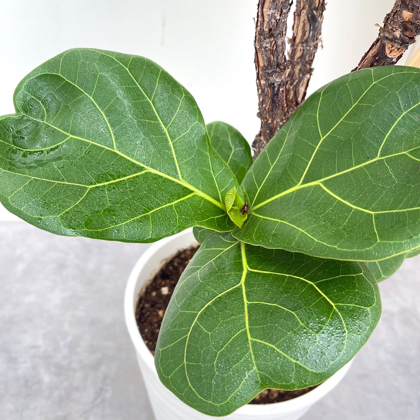 現品 観葉植物