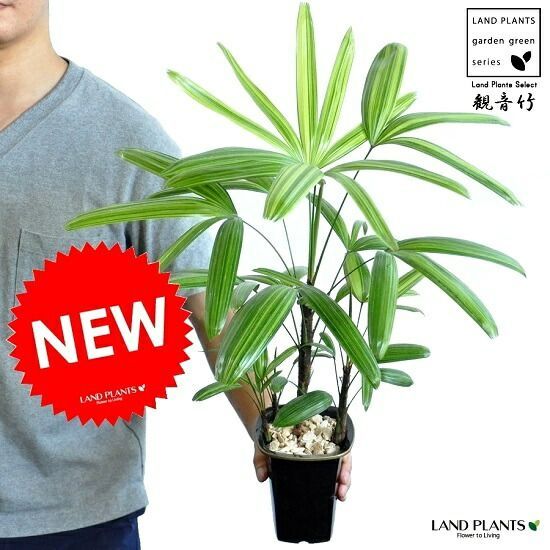 1   観音竹  カンノンチク　H100cm 初心者でも安心！観音竹（カンノンチク）を美しく育てる秘訣とは