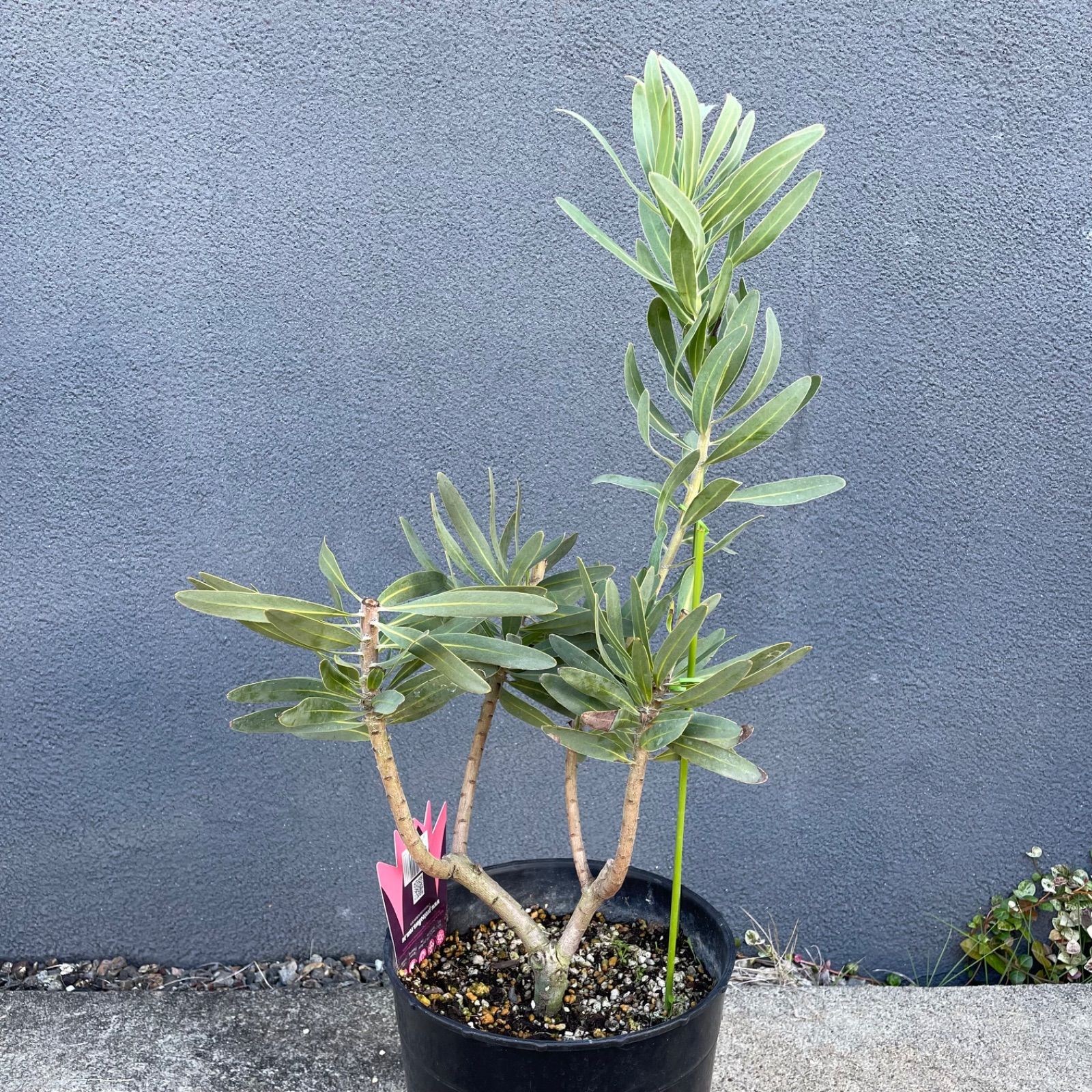 月末SALE】プロテア フロステッドファイヤー 7号 オージー