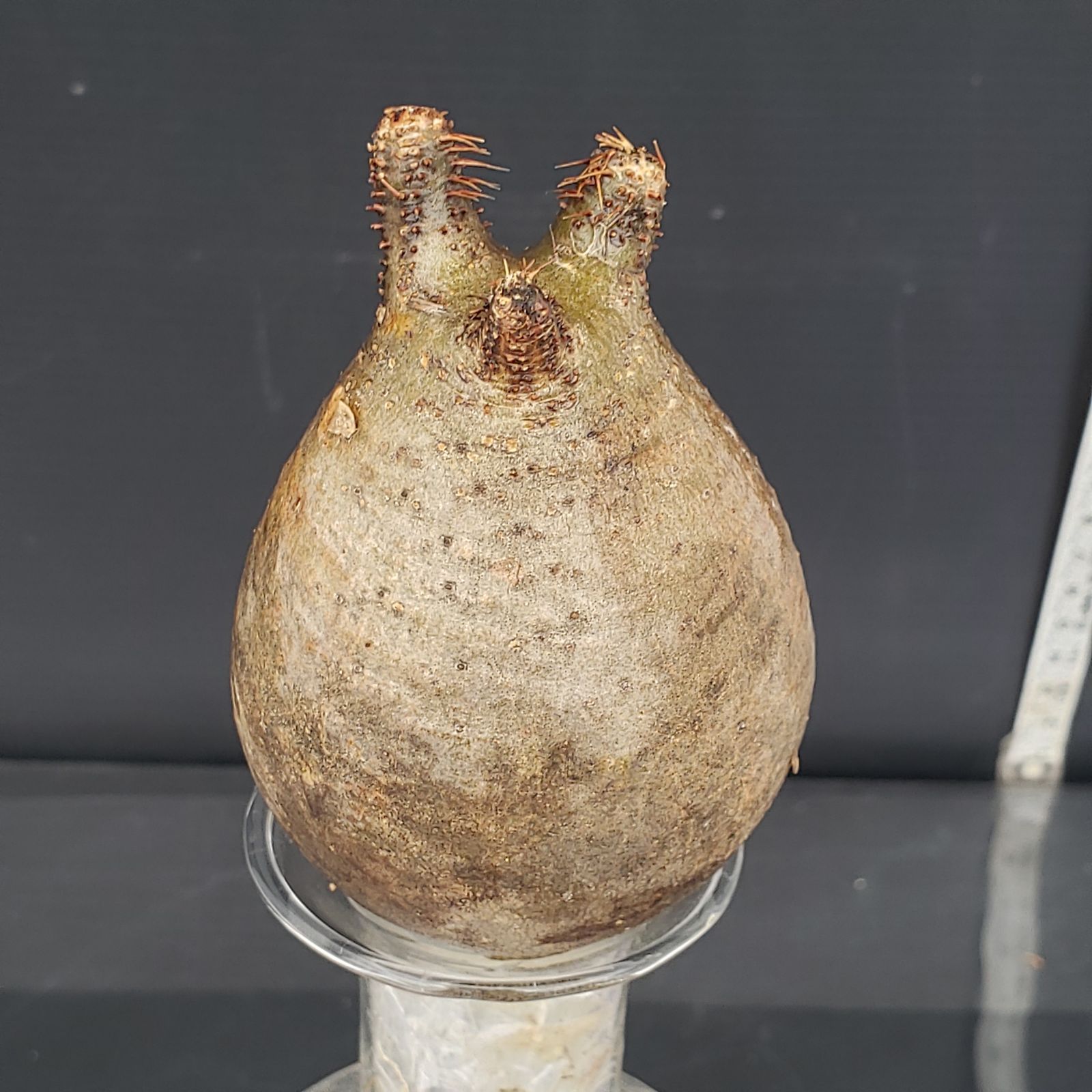 B444【最新到着】Pachypodium グラキリス（SS）（現地球・抜き苗