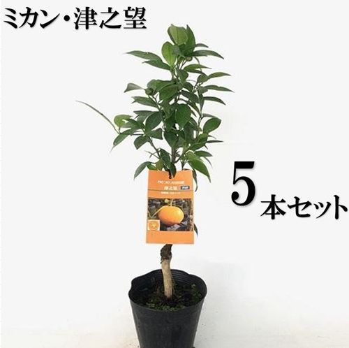 5本セット ミカン 津之望樹高0.6m前後15cmポット