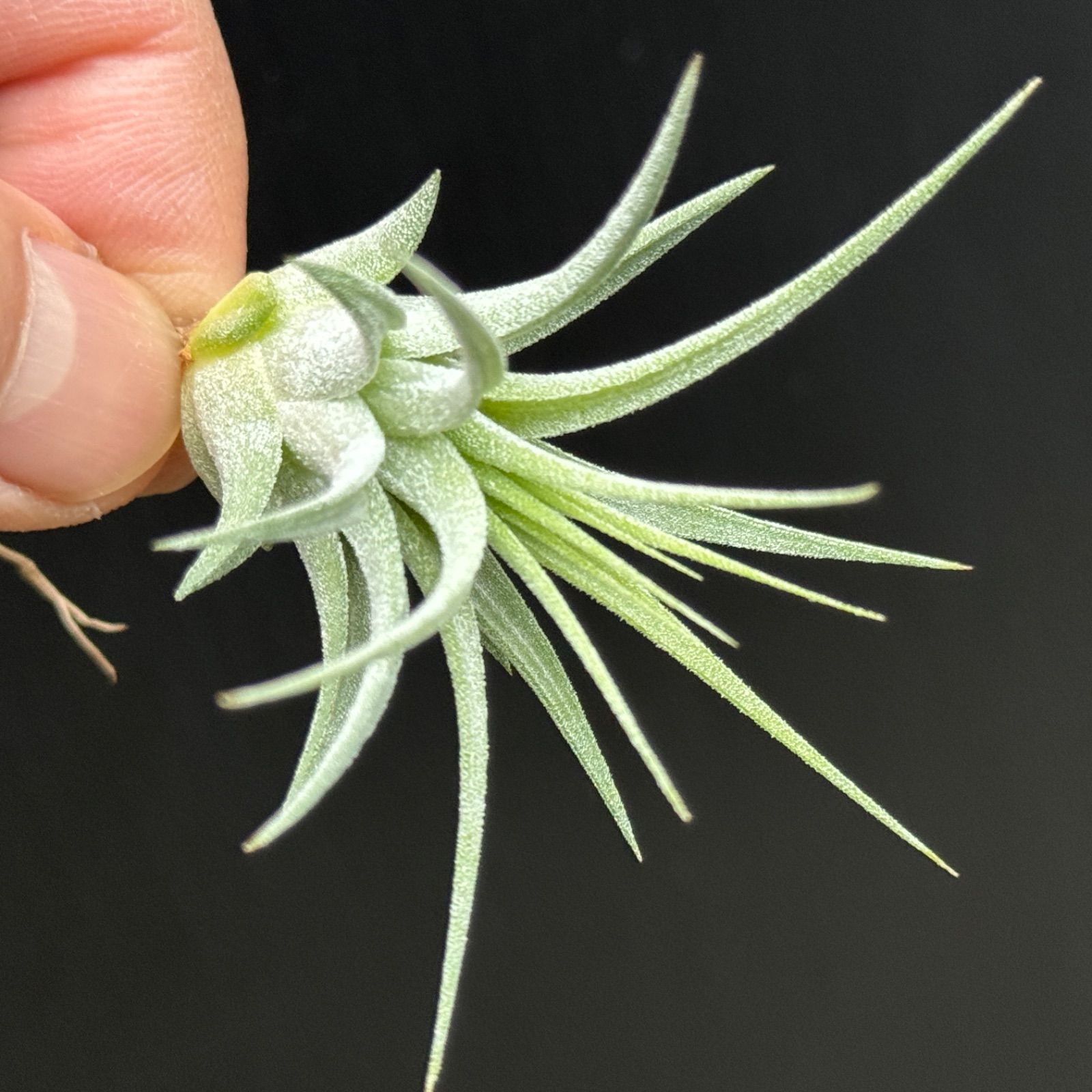 子株＊チランジア イオナンタ マキシマ アルビノ Tillandsia ionantha