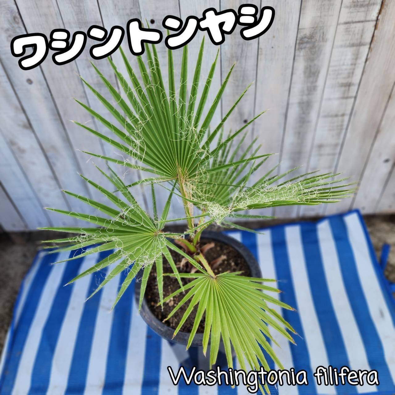 尺鉢シリーズ登場‼️】【10鉢限定】【鉢ごと発送】ワシントニア