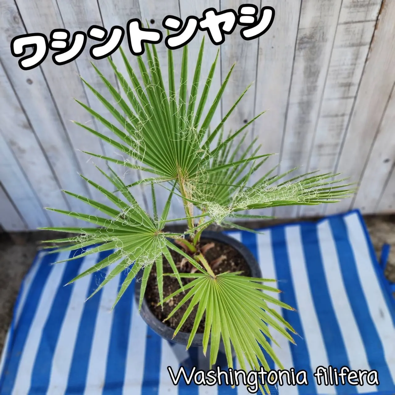 2025年最新】ワシントニアの人気アイテム - メルカリ