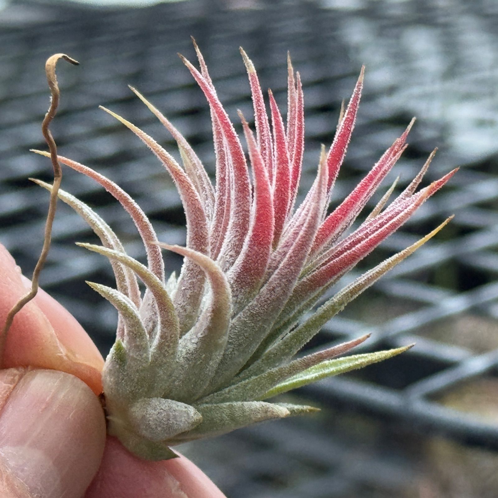 ブロメリア・エアープランツ ionantha 'Fire' Amazon.co.jp: Frontier Plants チランジアイオナンタファイアー