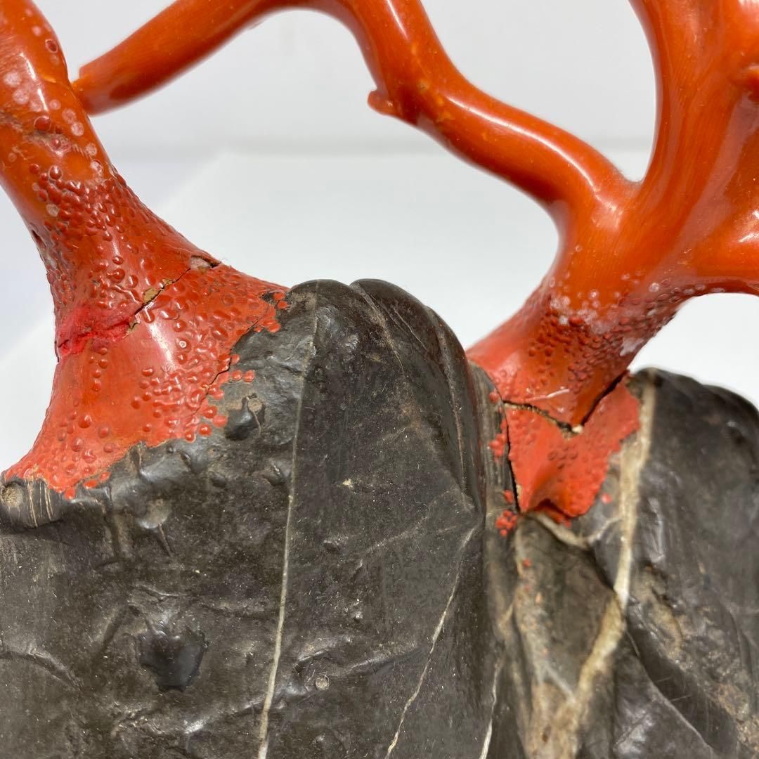 本肉赤珊瑚　原木　トウエ　東さ6-1216☆1F 本肉赤珊瑚 原木 トウエ 東さ6-1216☆1F - メルカリ