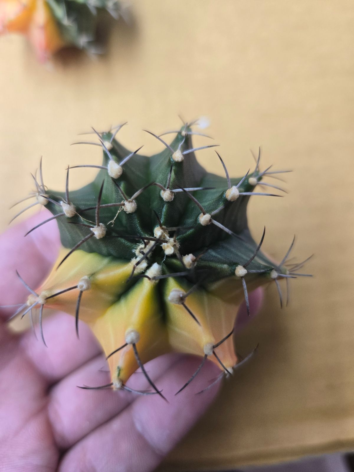 サボテン　菊水綴化　緋牡丹錦　天平丸　3株セット❗ サボテン 菊水綴化 緋牡丹錦 天平丸 3株セット❗ サボテン 菊水綴化 緋