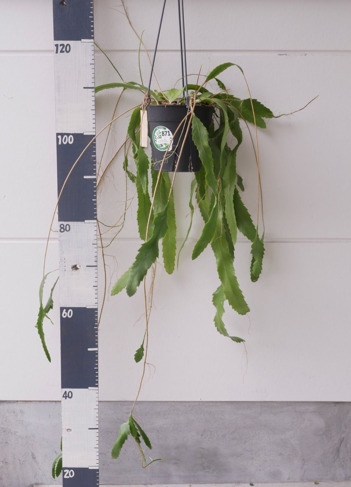 レピスミウム ホーレティアナム 吊り鉢 ハンギング 5号 - 植物/観葉植物