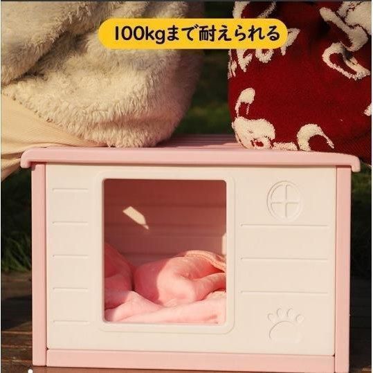 野良猫