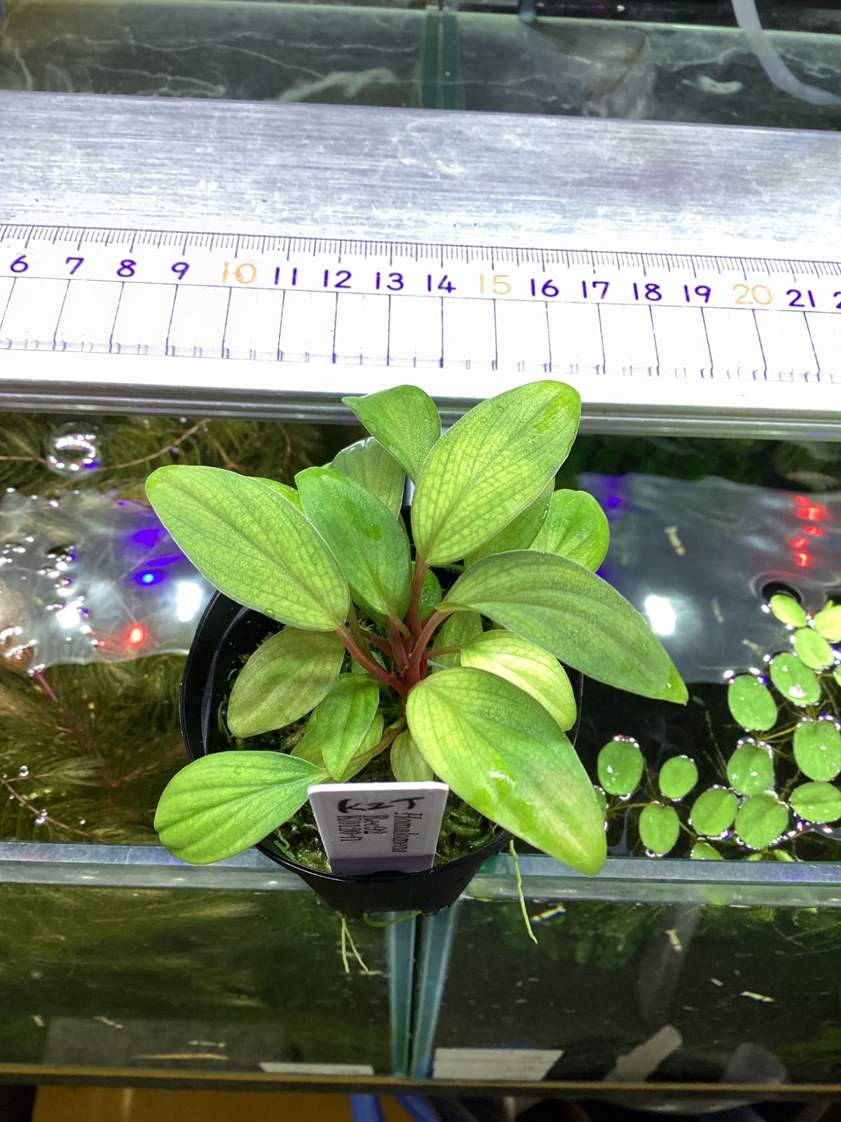 ホマロメナ Rec92 K0120-f1