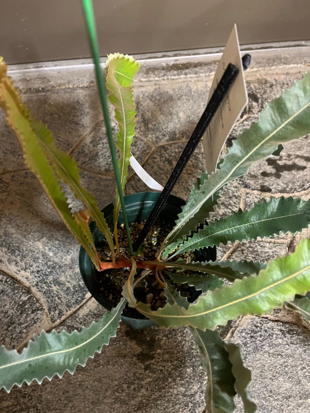バンクシア・ペティオラリス5号 - メルカリ