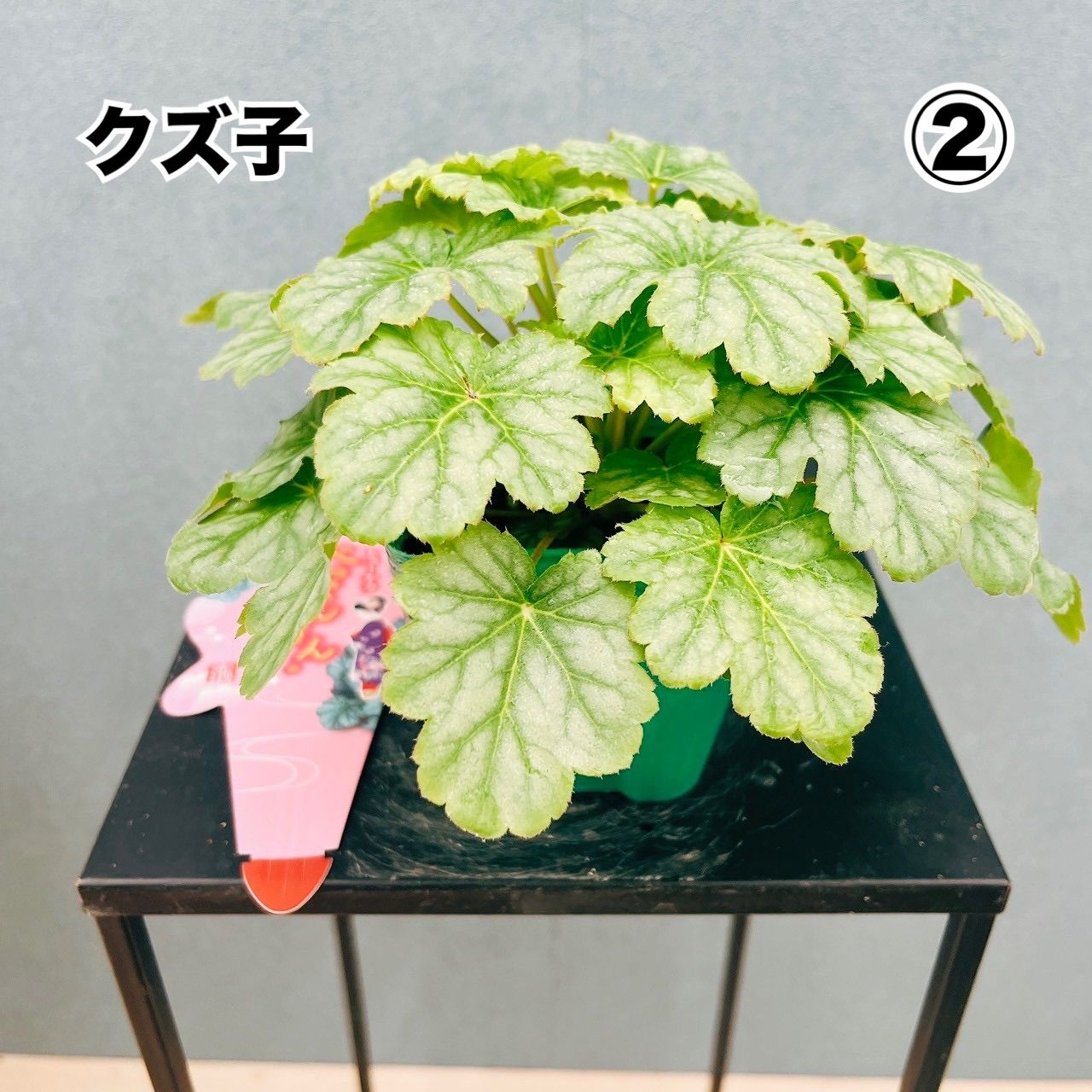 在庫 送料別 40ポット ヒューケラ 7種MIX 梅津 勝山 鶏冠井 向日 太秦 クズ子 物集女 3.5号 べっぴんさんシリーズ