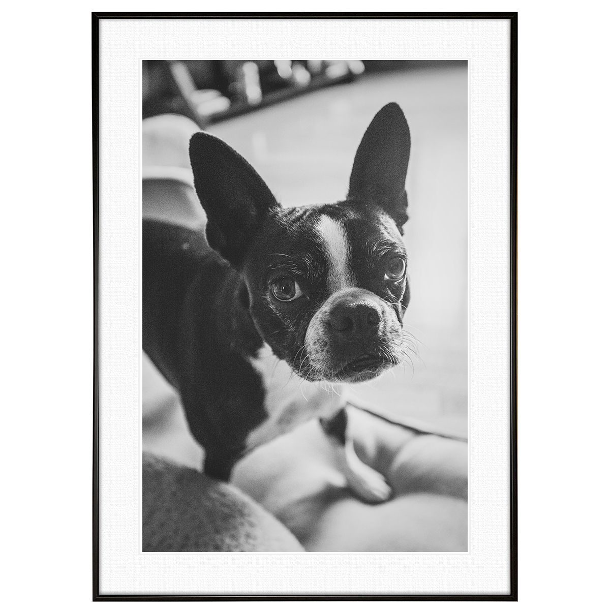 動物写真 犬 フレンチブルドッグ インテリア モノクロアート