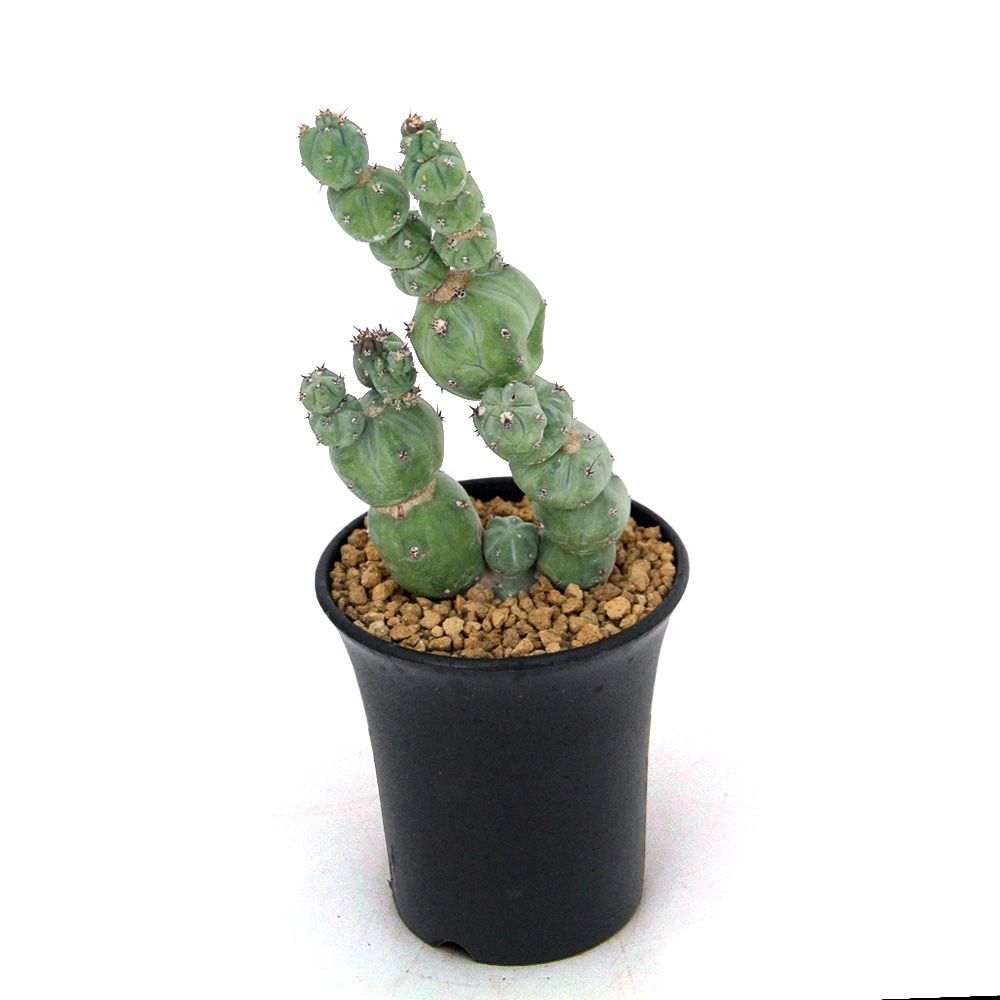 ミルチロカクタス ゲオメトリザン ミューテーション 3号 1鉢 358317