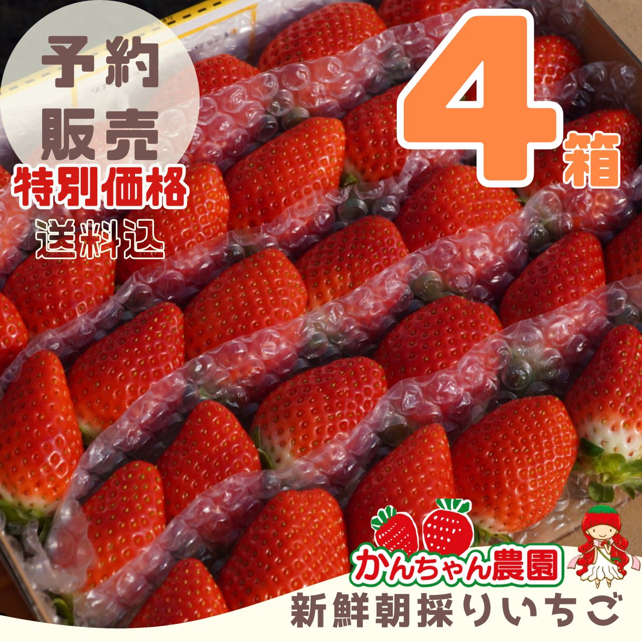 ④箱 11月分予約販売 新鮮朝採りいちご