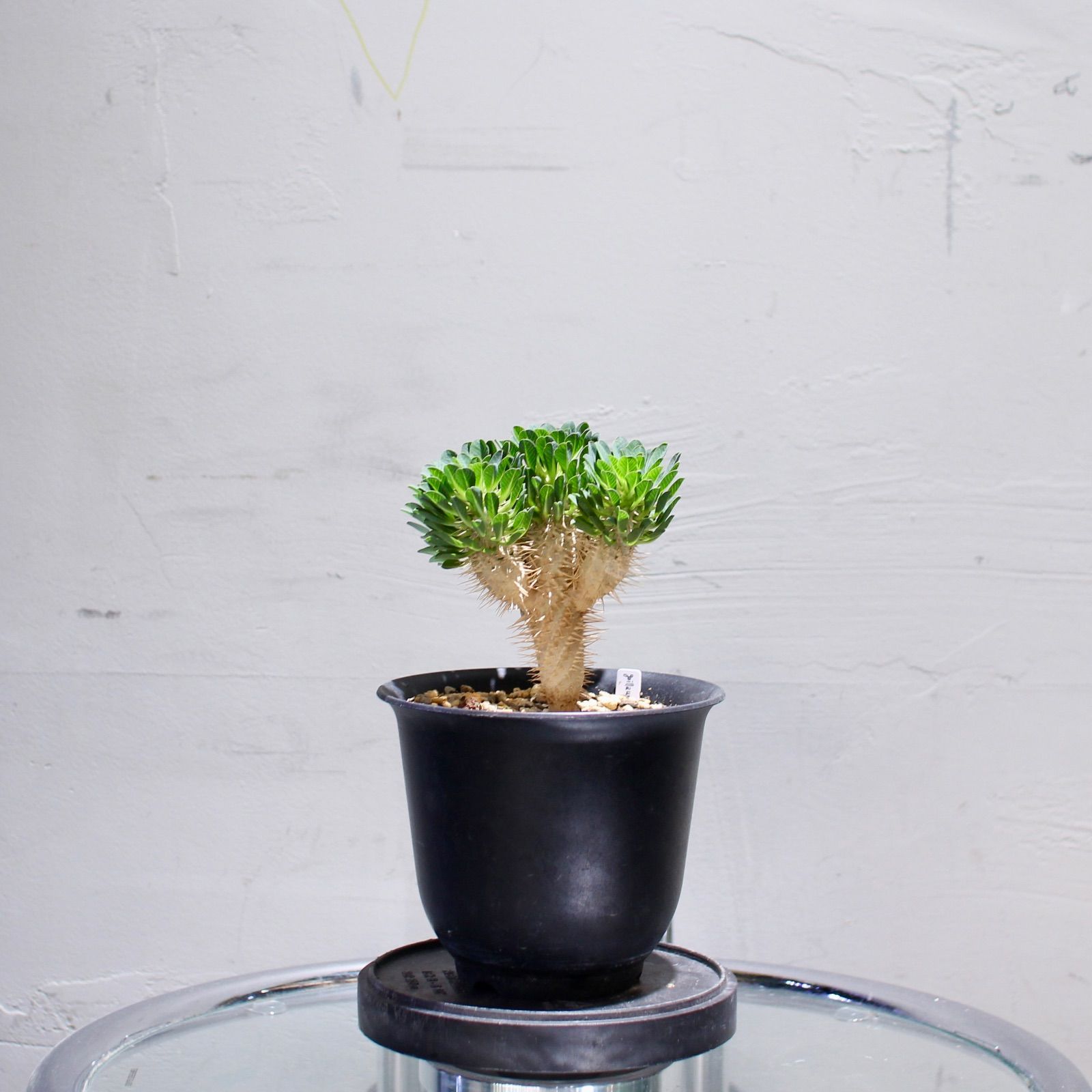 ギラウミニアナ 実生株 多分岐 ⑧ SEITAKO ギラウミニアナ実生 6株