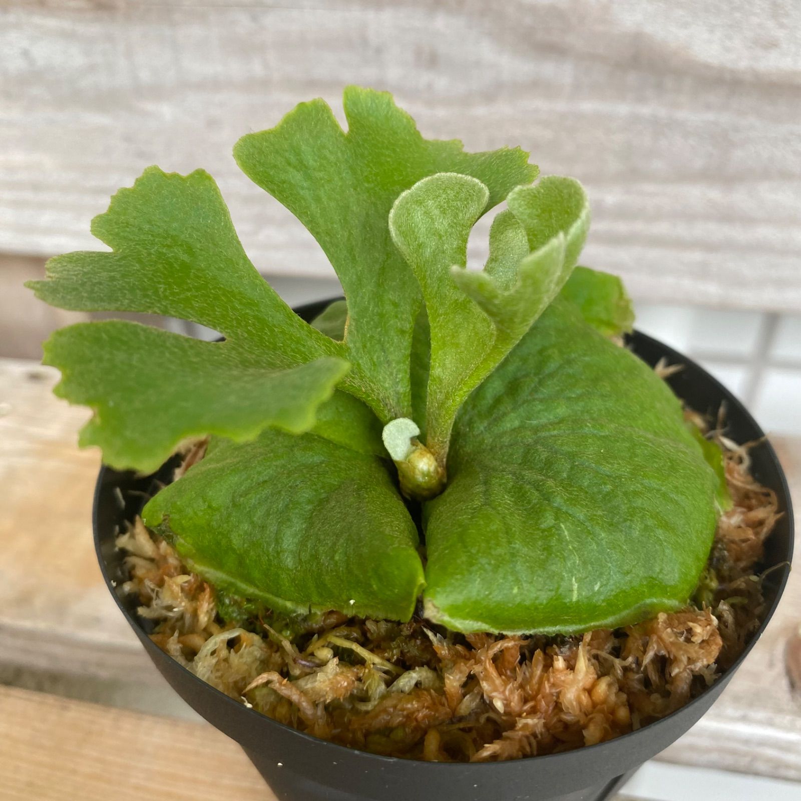 ビカクシダ リドレイ ドワーフ シルバー | ssaquaplants
