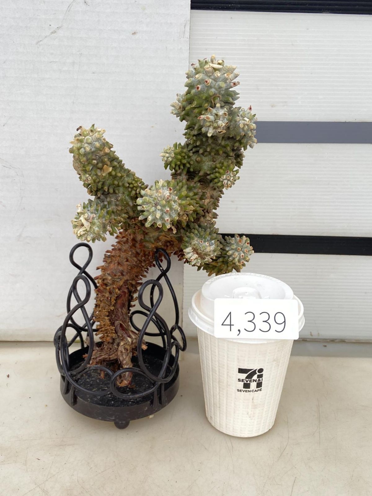 4339 「塊根植物」チレコドン ワリチー 抜き苗【最新到着・Tylecodon wallichii・多肉植物】 - メルカリ