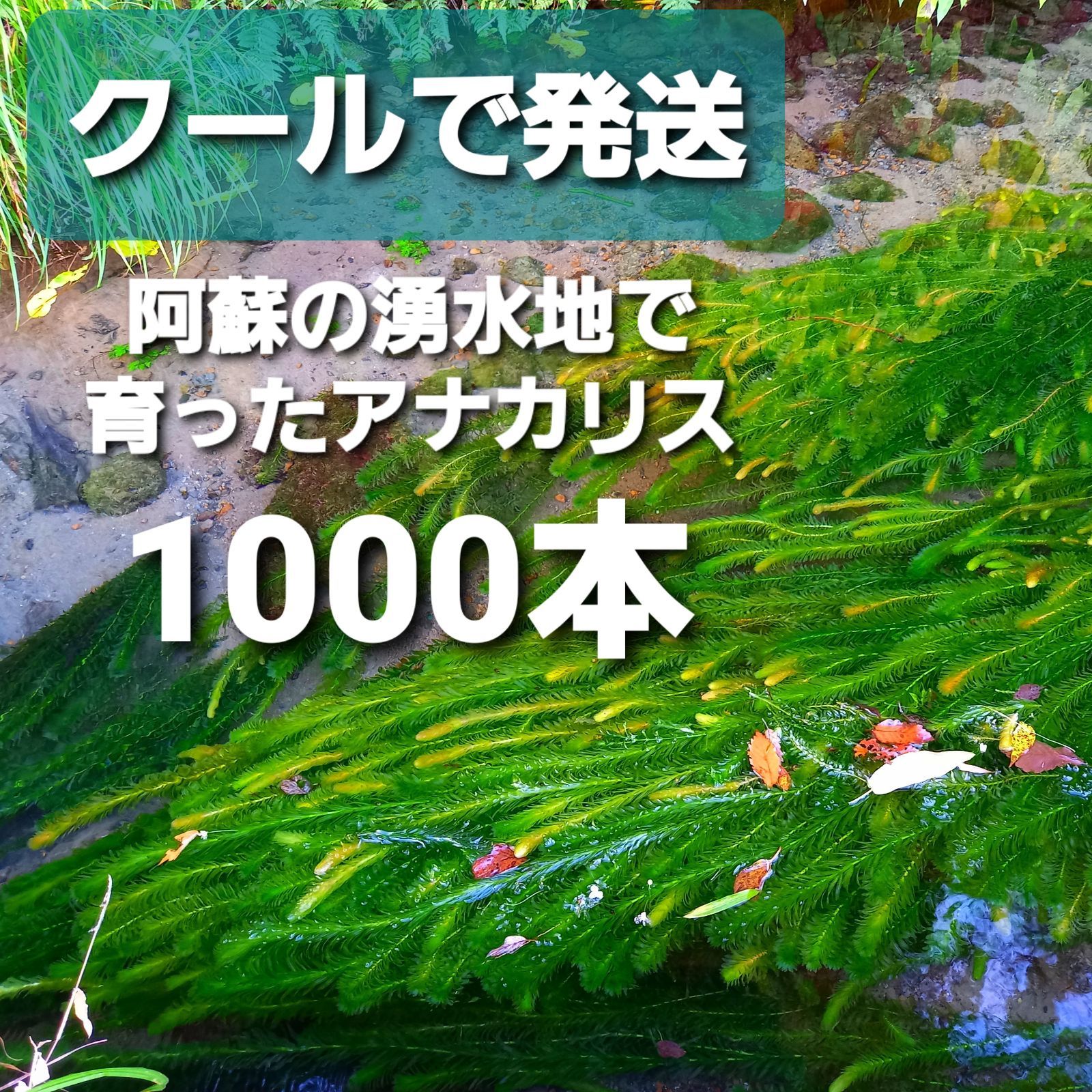 1000本以上 阿蘇の湧水で育った水草 天然アナカリス-