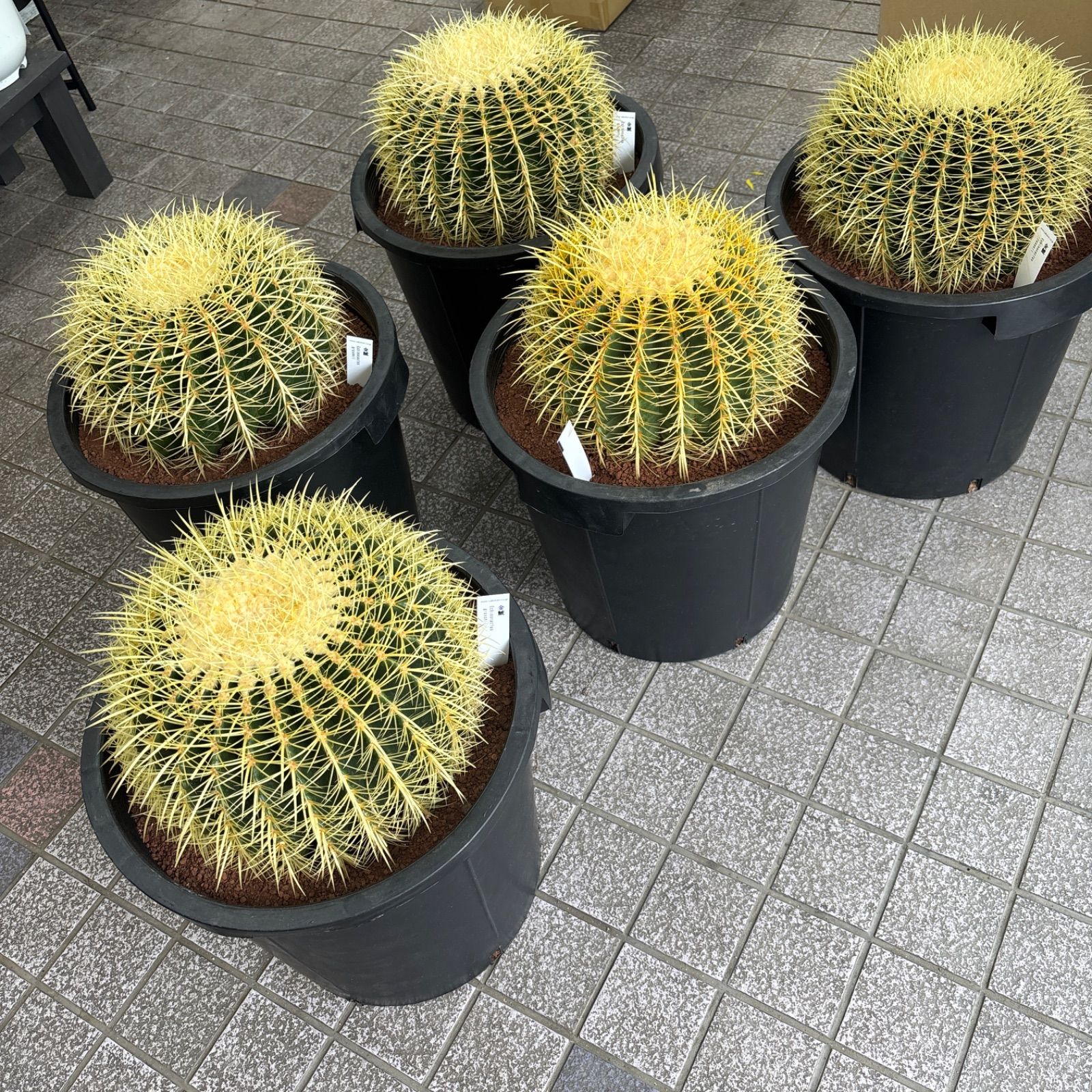 キンシャチサボテン 12号特大サイズ